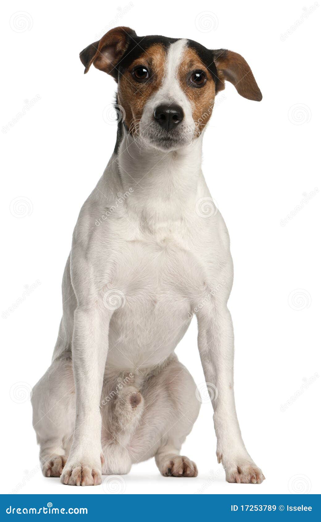 jack russell terrier, 4 years old, sitting