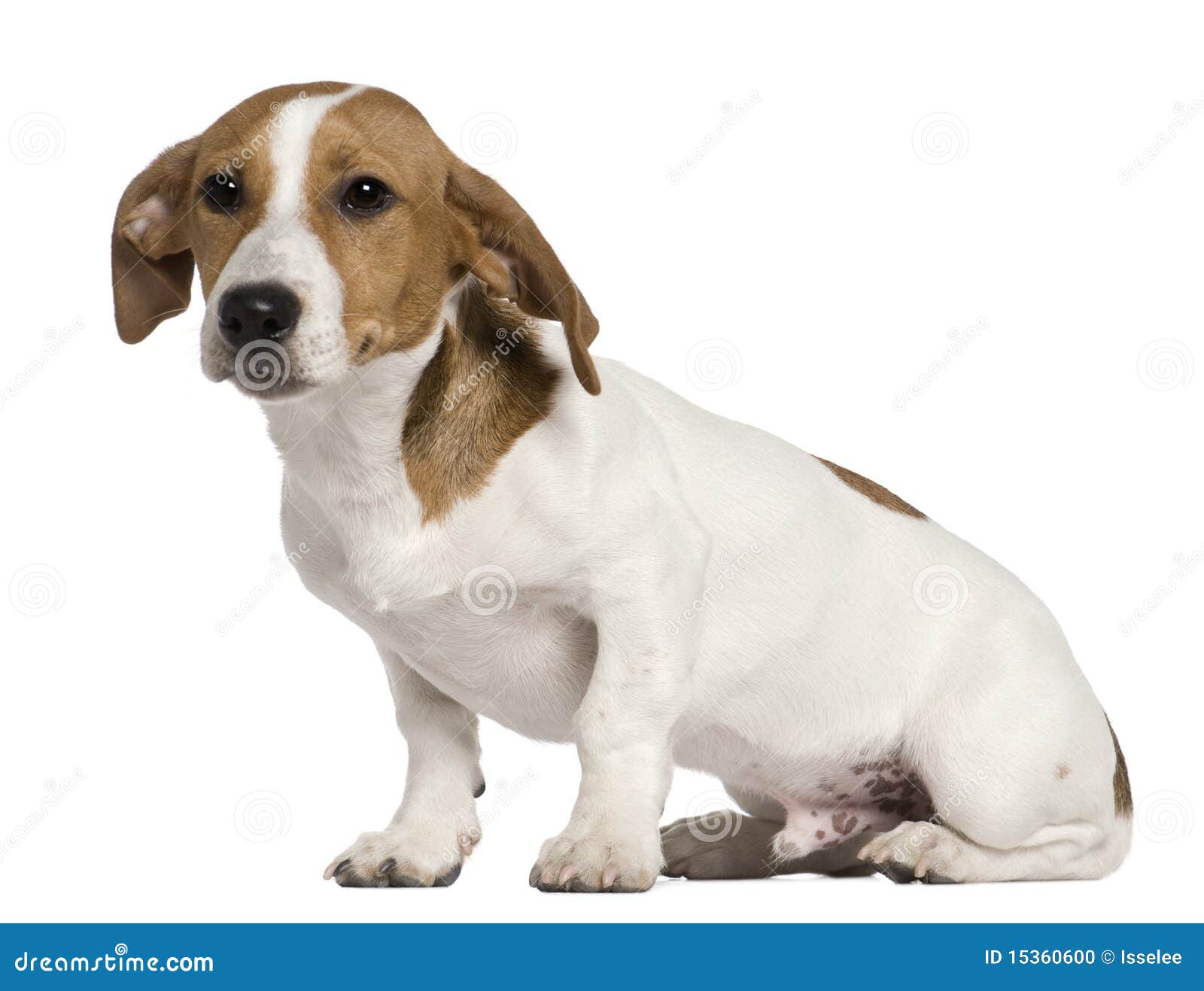 jack russell 5 months old