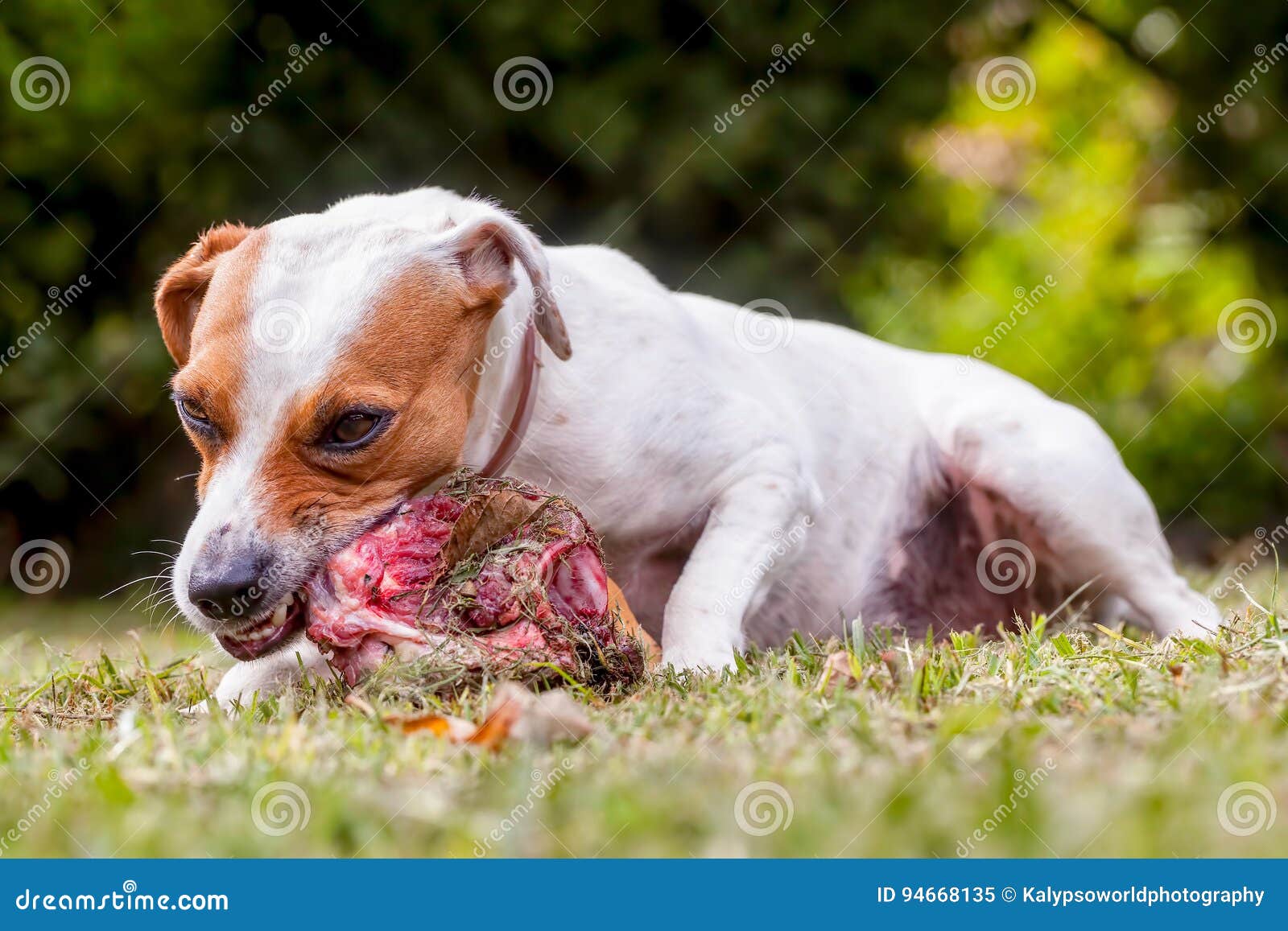Jack Russell Terrier Angry Dog Imagen de archivo - Imagen de dieta, paro:  94668135, image size:1600x1157