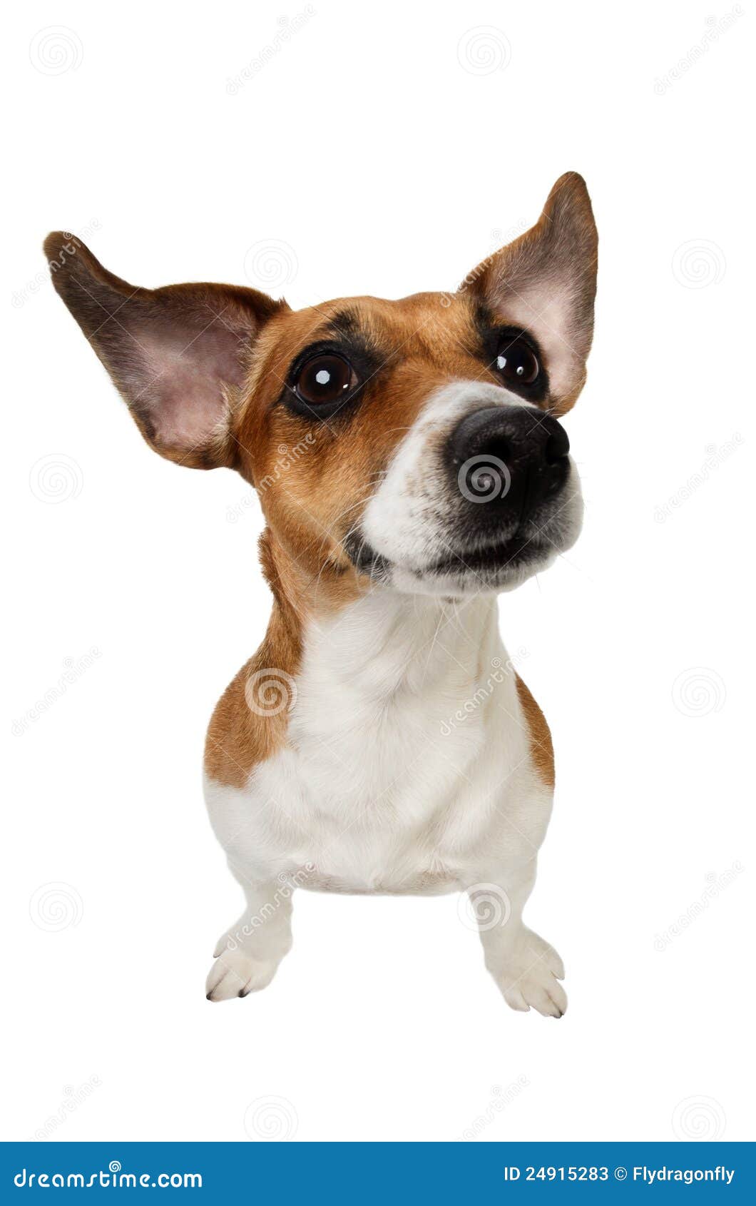 Jack Russell Terrier With Big Ears Stock Image Image of hearing, ears 24915283
