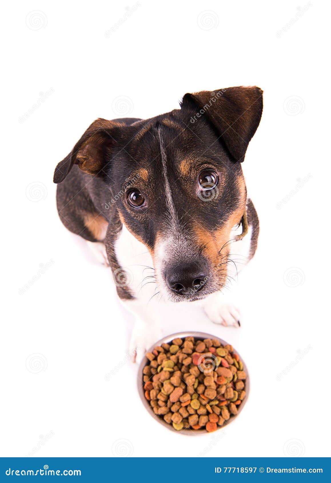 Jack Russell Terrier with a Bowl on a White Background Stock Image Image of kibble, cute 77718597