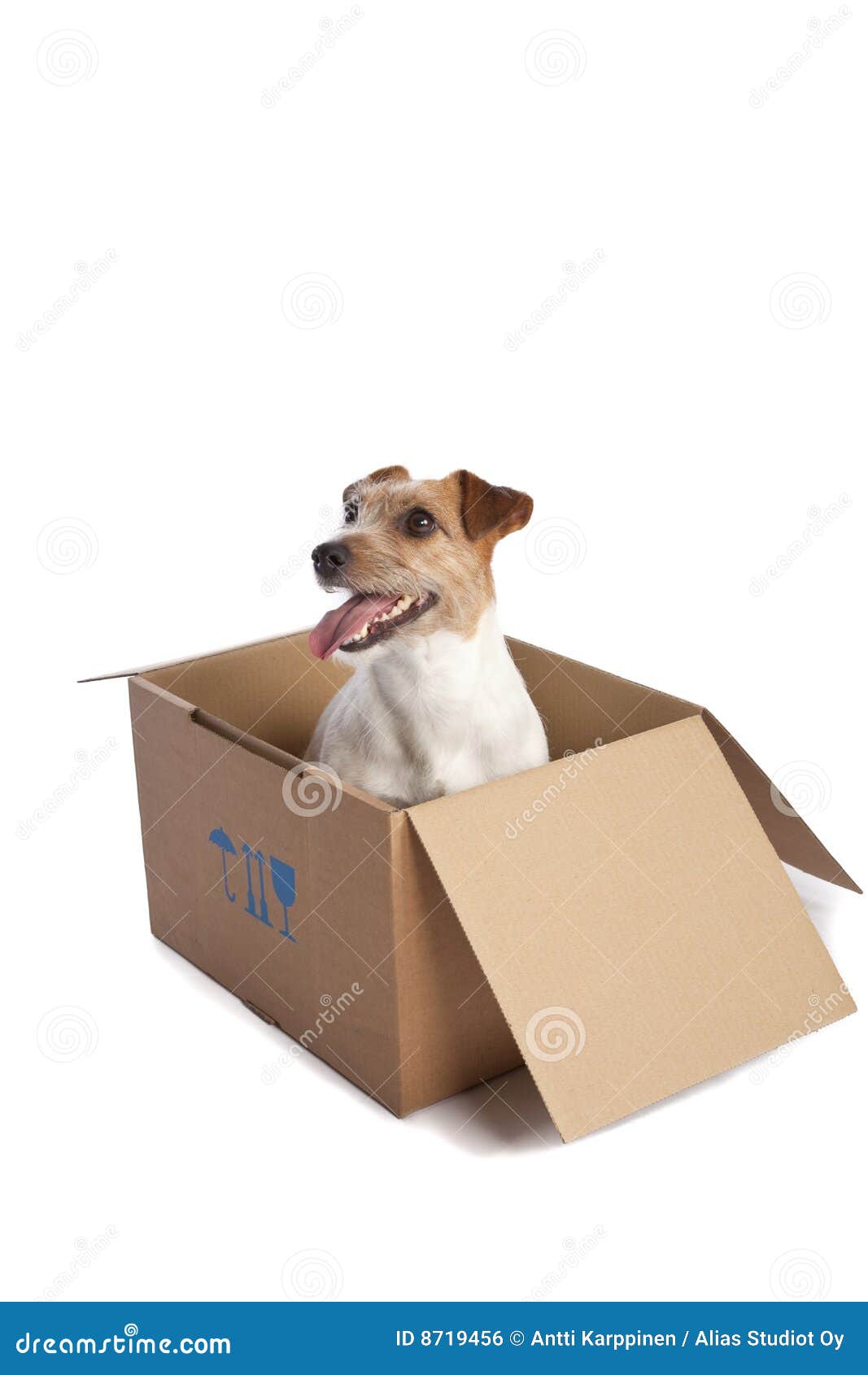 Jack Russell Terrier in a Box Stock Photo - Image of small, background ...
