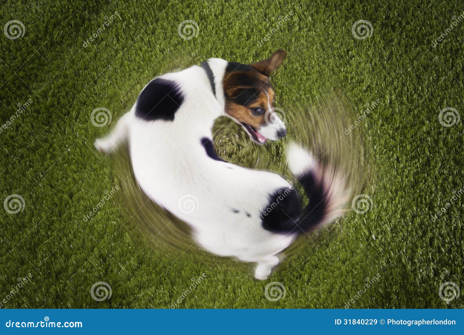 jack russell terrier chasing tail