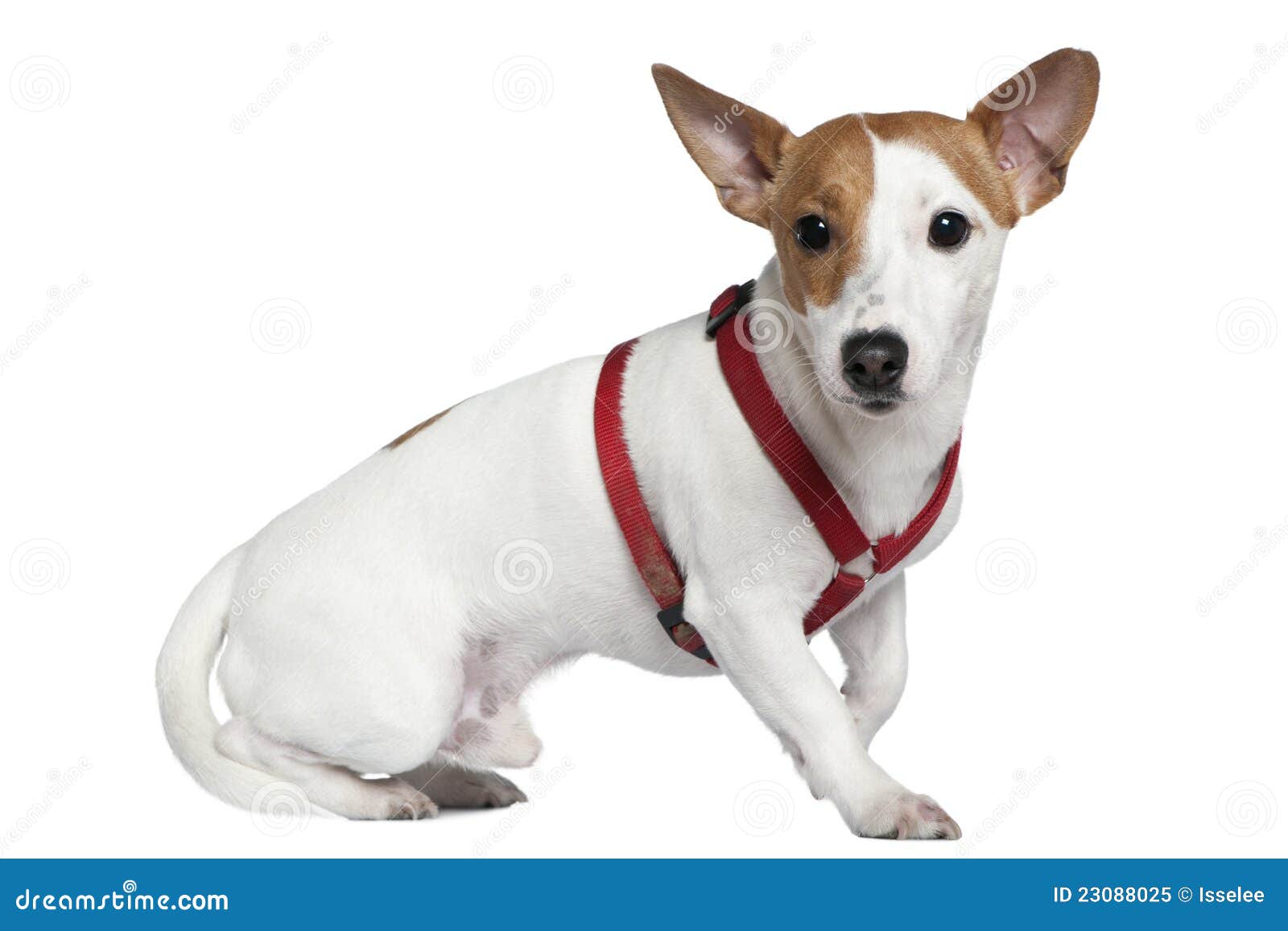 Jack Russell Terrier in Collar, 2 Years Old Stock Image Image of