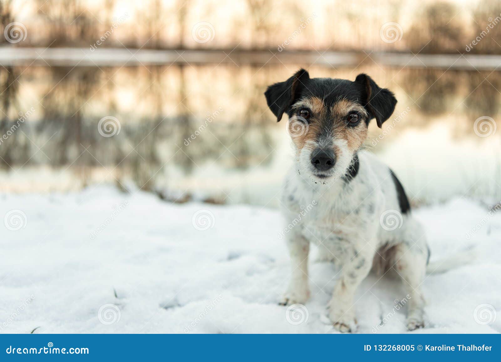 Jack Russell Terrier-de hond zit in de sneeuw bij een meer in de winter Oude hond 9 jaar