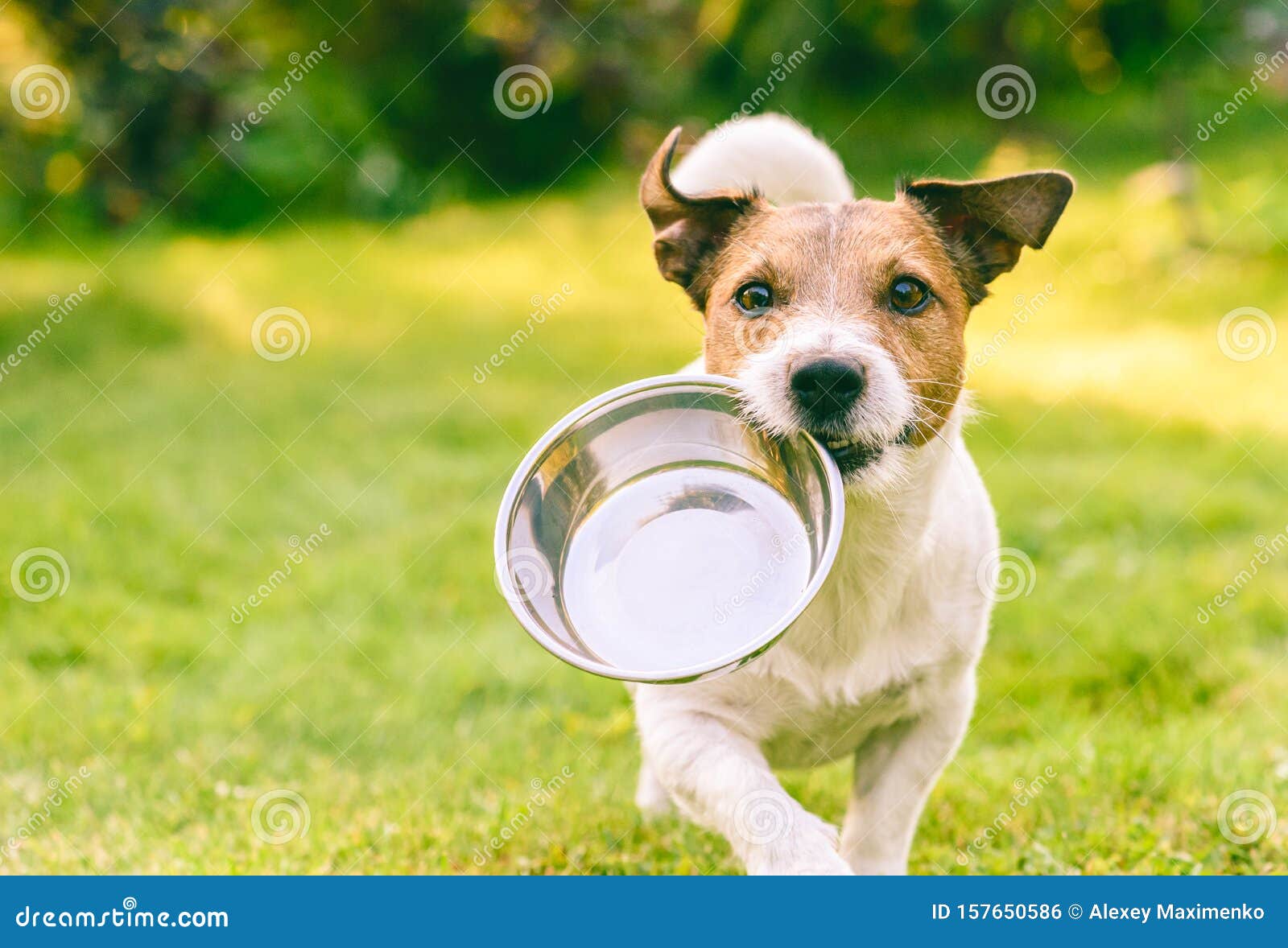 Dog Carrying Dog Bowl Photos - Free 