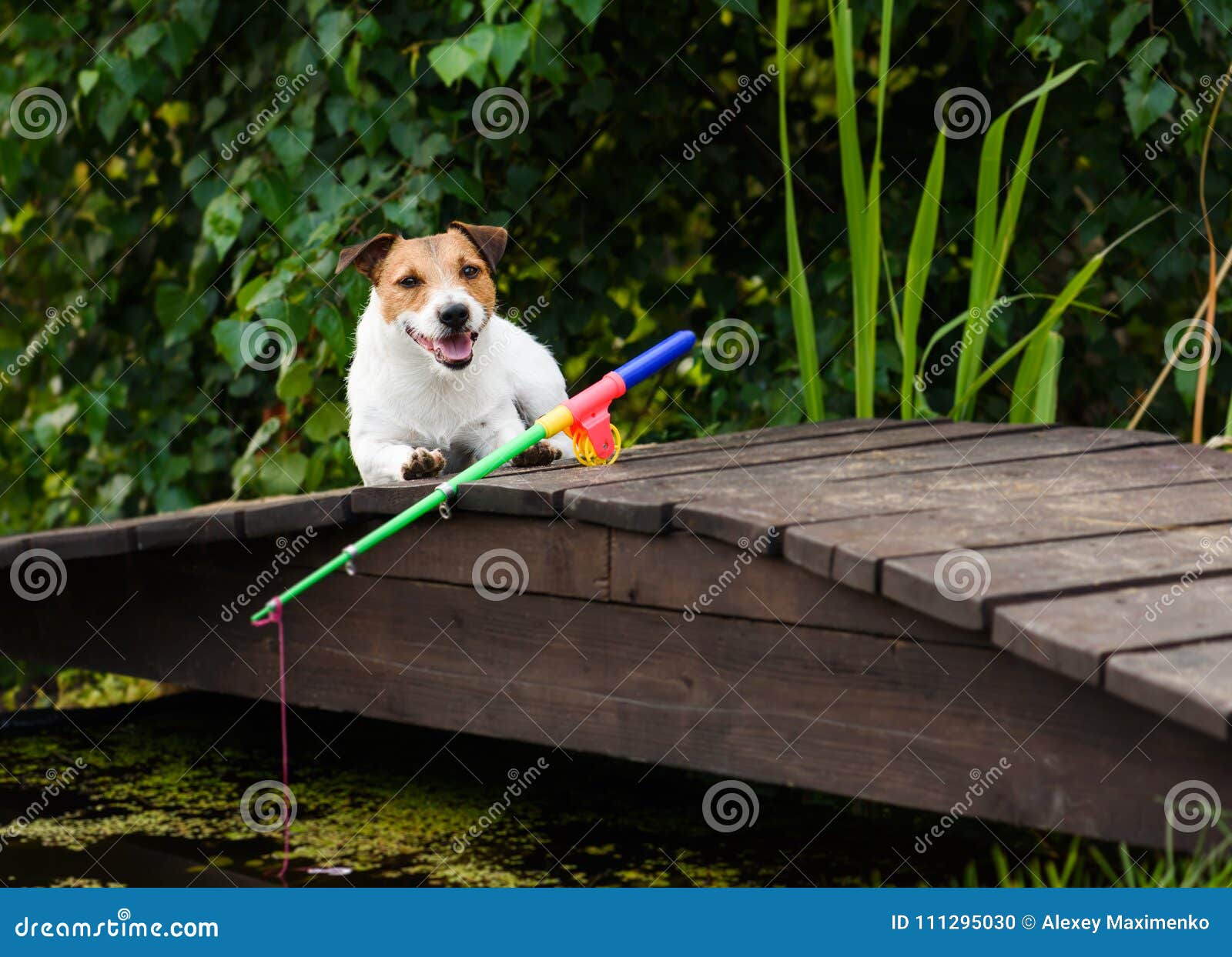 Concept of Fishing for Beginners and Dummies with Dog and Rod Stock Photo -  Image of angling, angler: 111295030