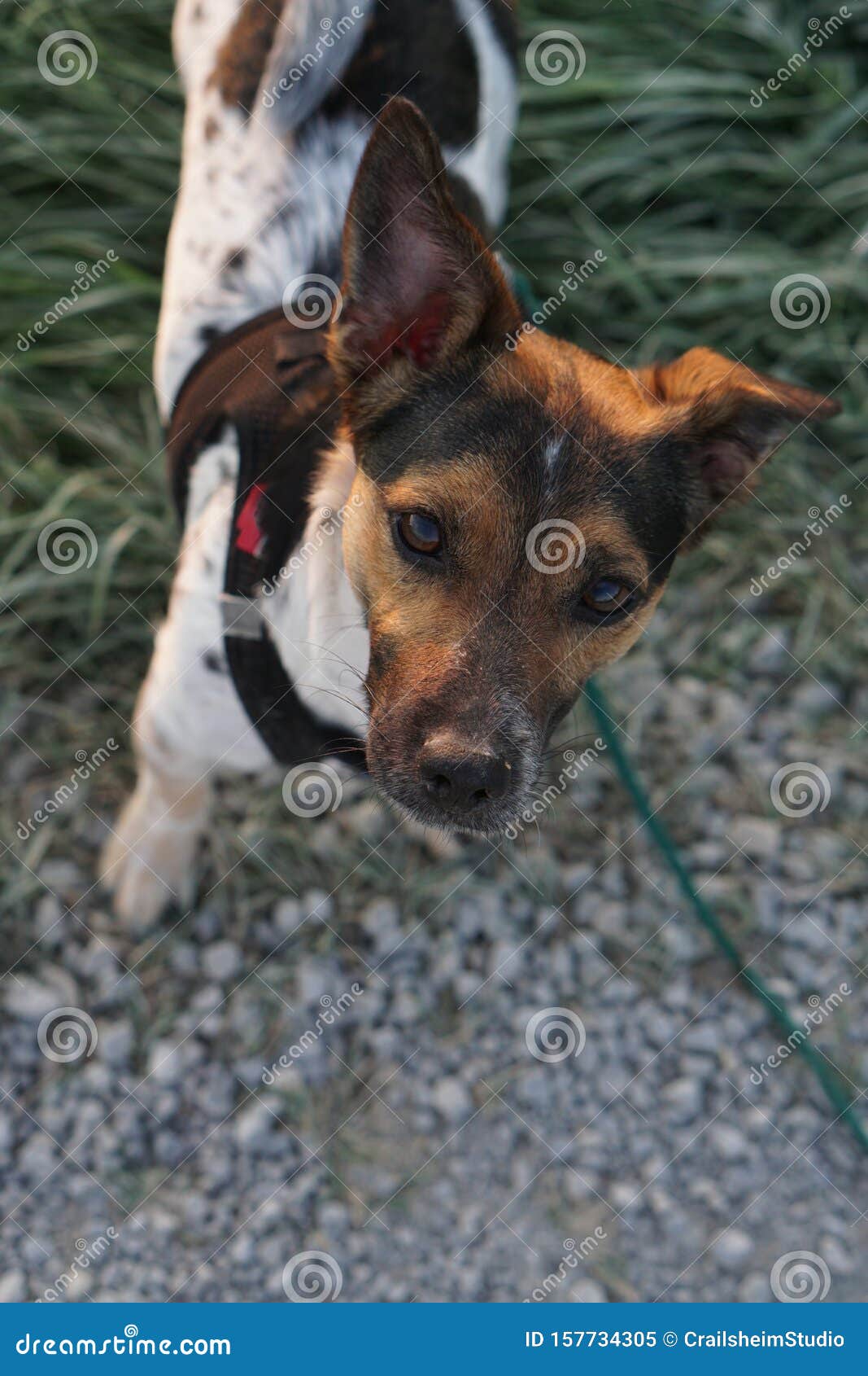 Jack Russell Terrier with Dog Harness Waiting Stock Image Image of cute, outside 157734305
