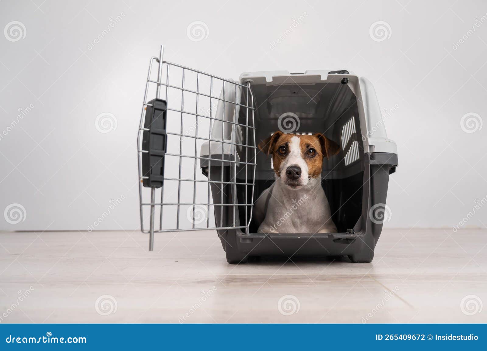 Jack Russell Terrier Dog Inside a Cage for Safe Transportation with