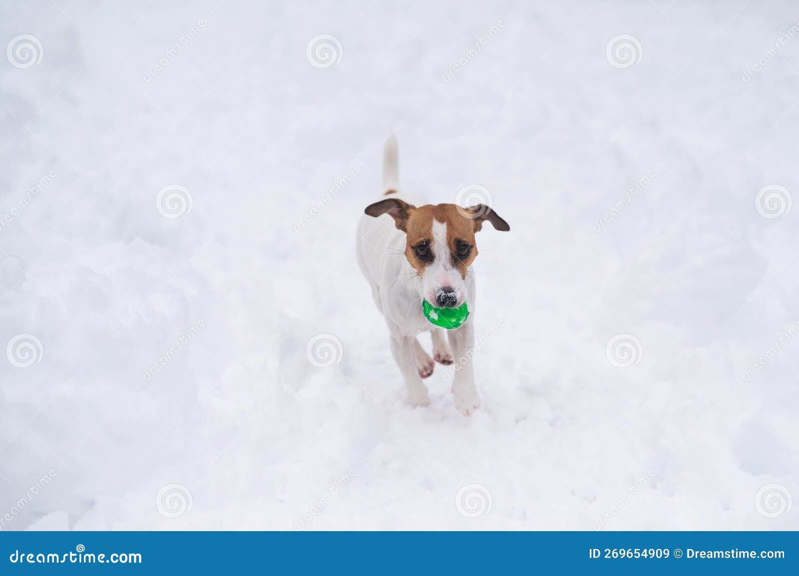 Jack Russell Terrier Dog Playing Ball in the Snow. Stock Image Image of animal, enjoying