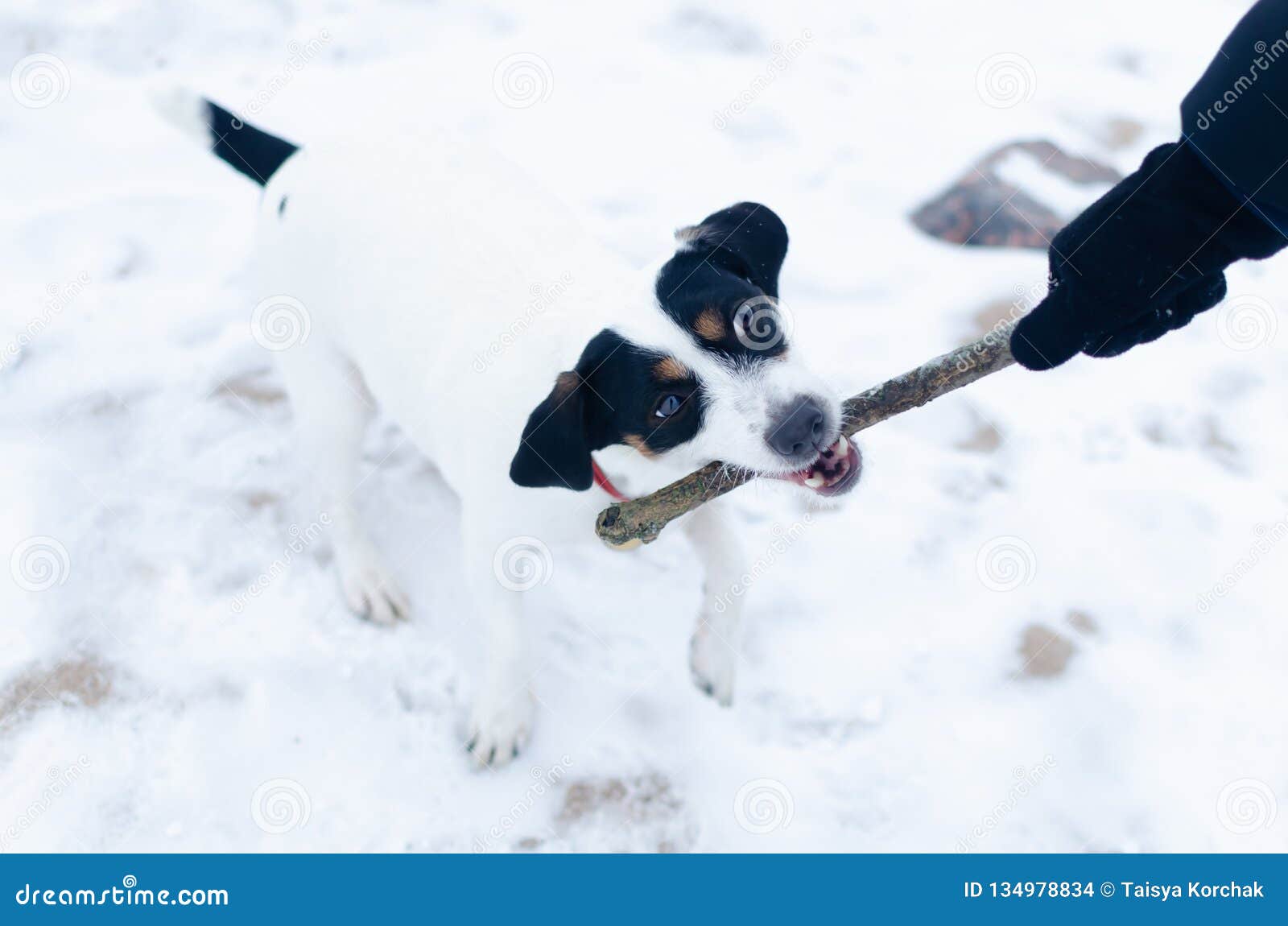 Jack Russell Terrier. the Dog Plays with Its Owner in the Pulling Stock