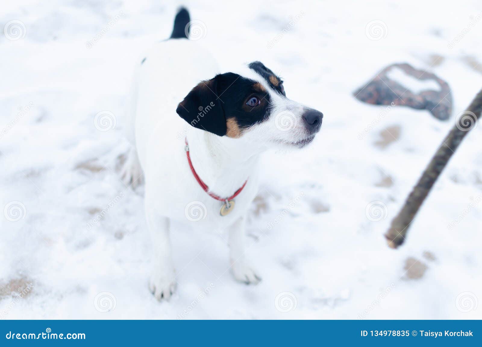 Jack Russell Terrier. the Dog Plays with Its Owner in the Pulling Stock