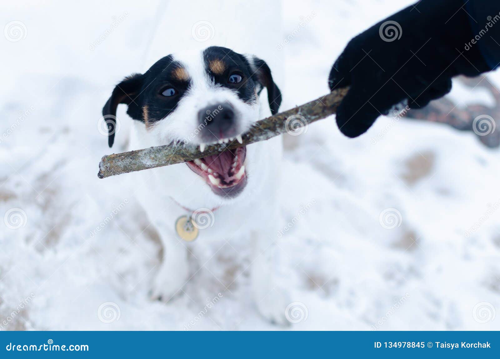 Jack Russell Terrier. the Dog Plays with Its Owner in the Pulling Stock