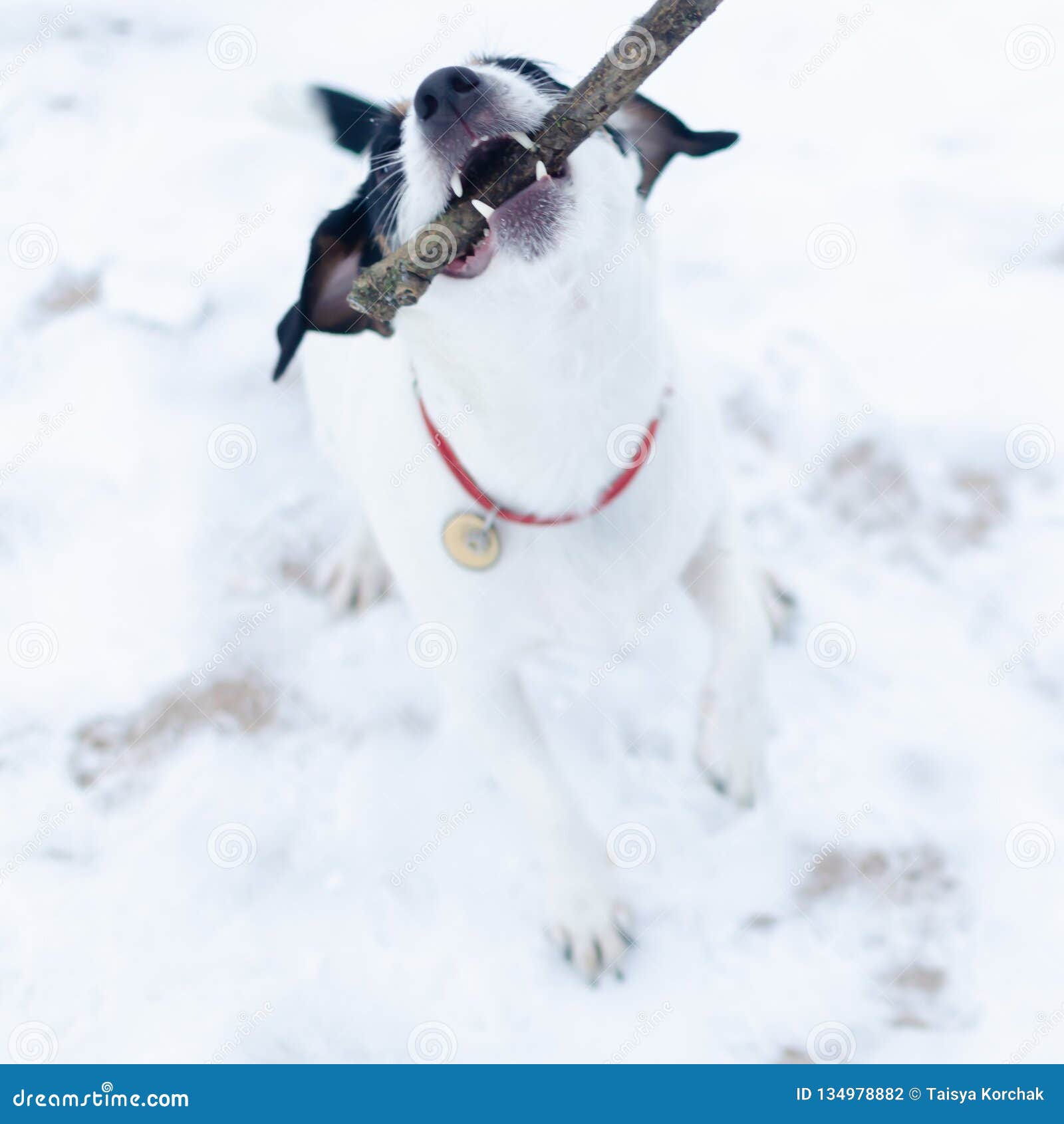 Jack Russell Terrier. the Dog Plays with Its Owner in the Pulling Stock
