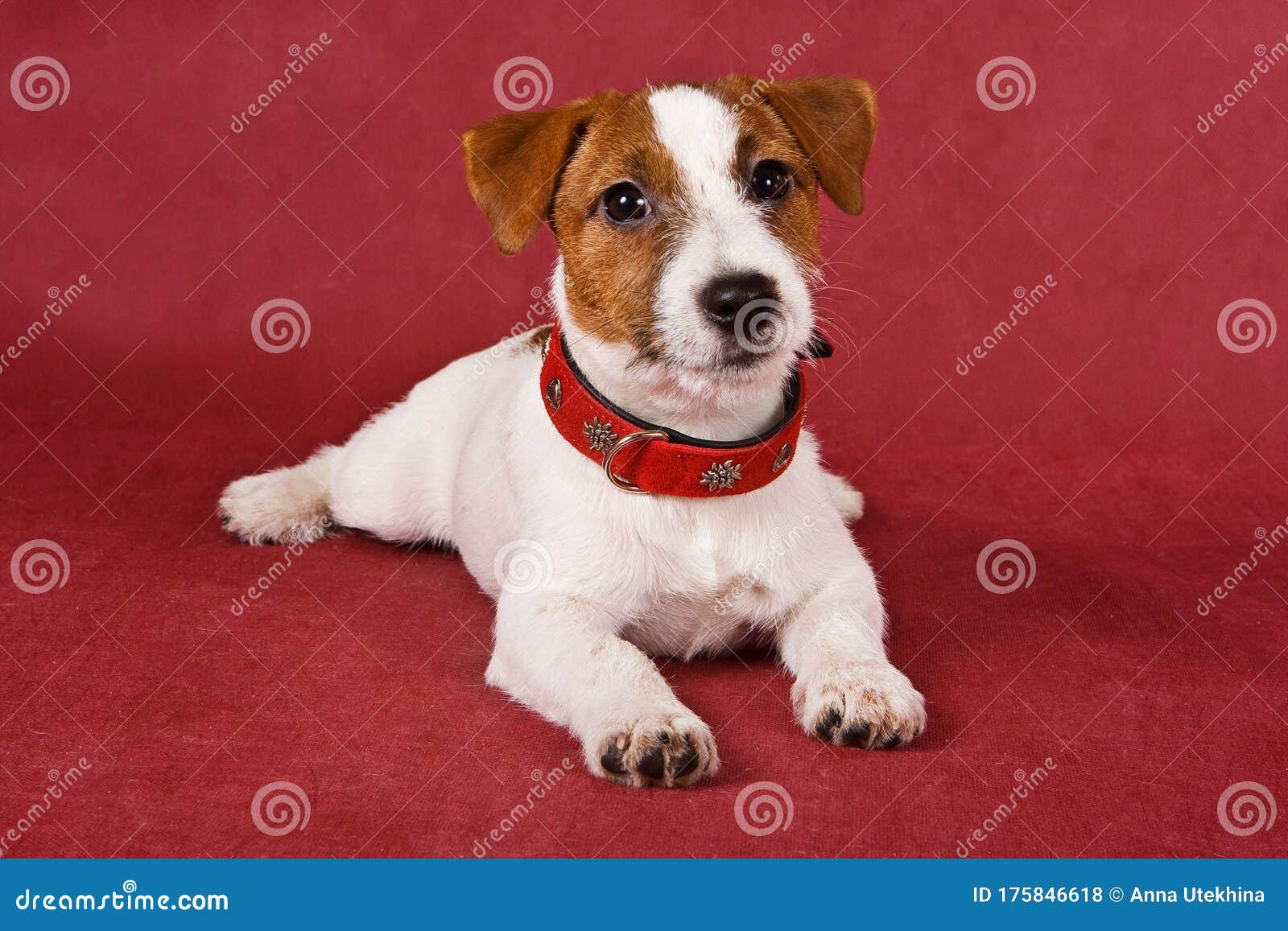 Jack Russell Terrier Dog on a Red Background in a Red Collar Stock Photo -  Image of shot, collar: 175846618