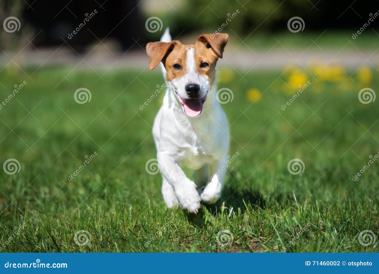 Jack Russell Terrier Dog Running Outdoors Stock Photo Image of small, outdoor 71460002