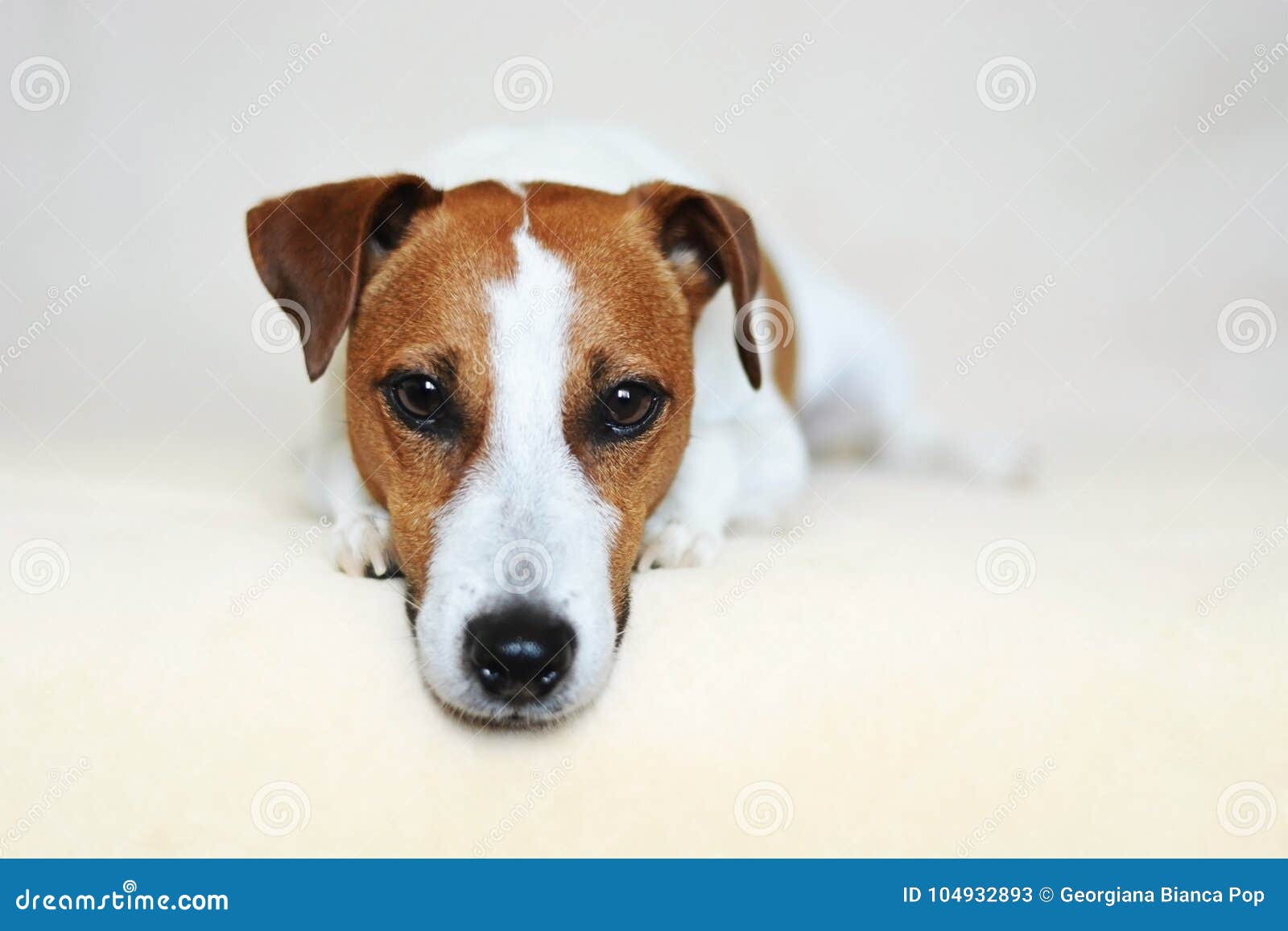 Jack Russell Terrier Dog with Sharp Puppy Dog Eyes Stock Image Image of camera, panorama