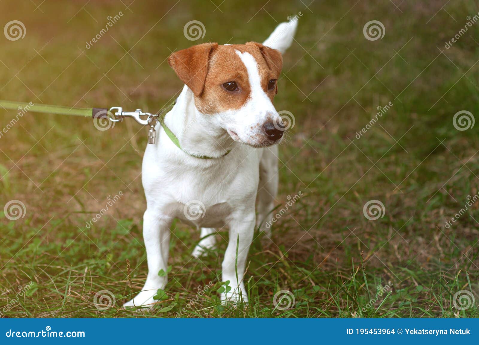 2,508 Jack Russell Leash Stock Photos Free & RoyaltyFree Stock