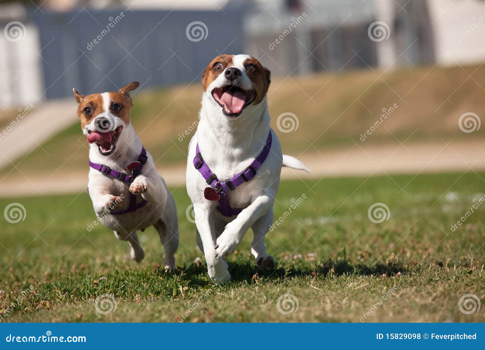 Jack Russell Terrier Dogs Running on the Grass Stock Photo Image of