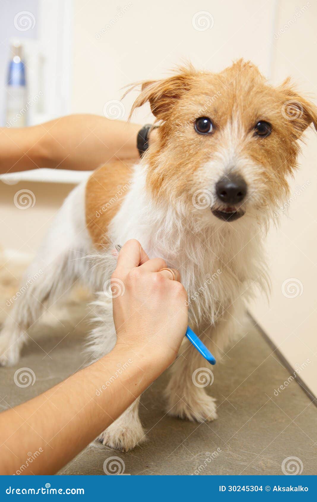 jack russell terrier getting his hair cut