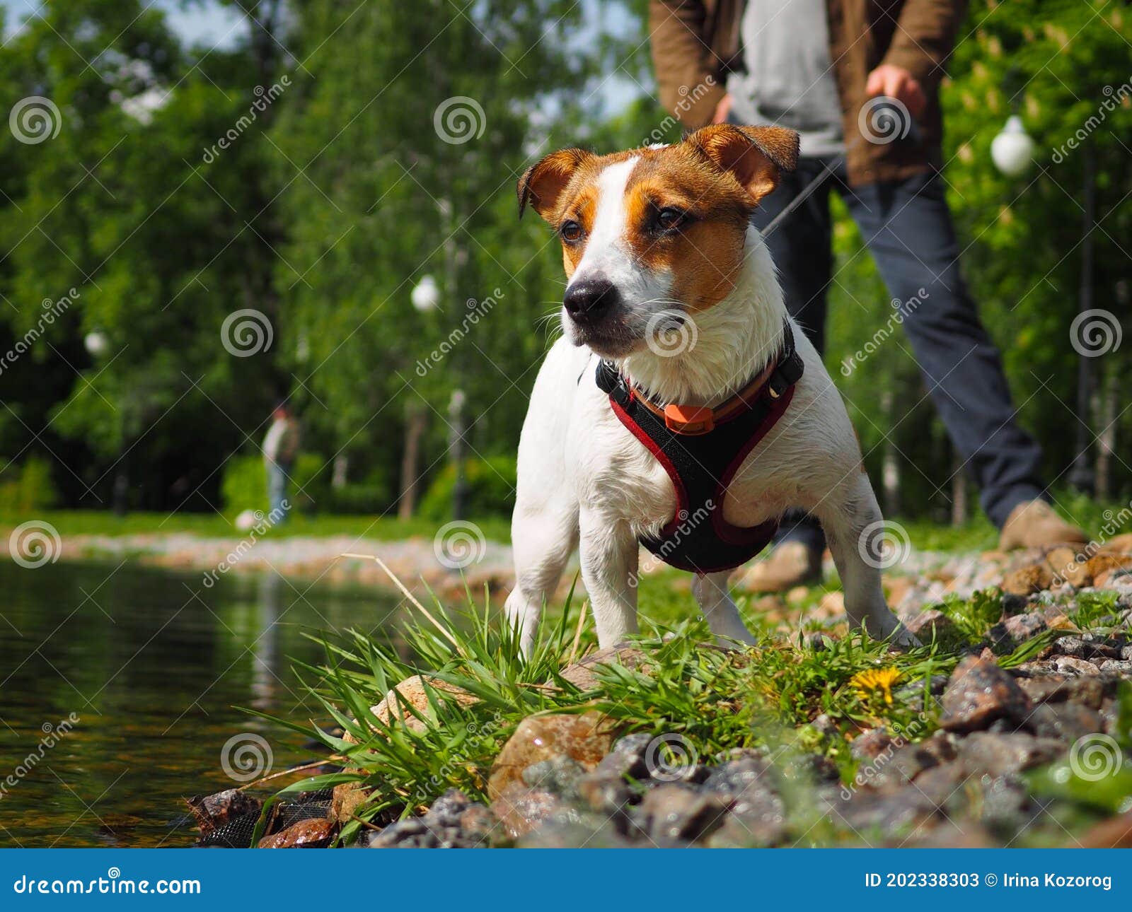 Jack Russell Terrier in a Harness and on a Leash Stock Image Image of