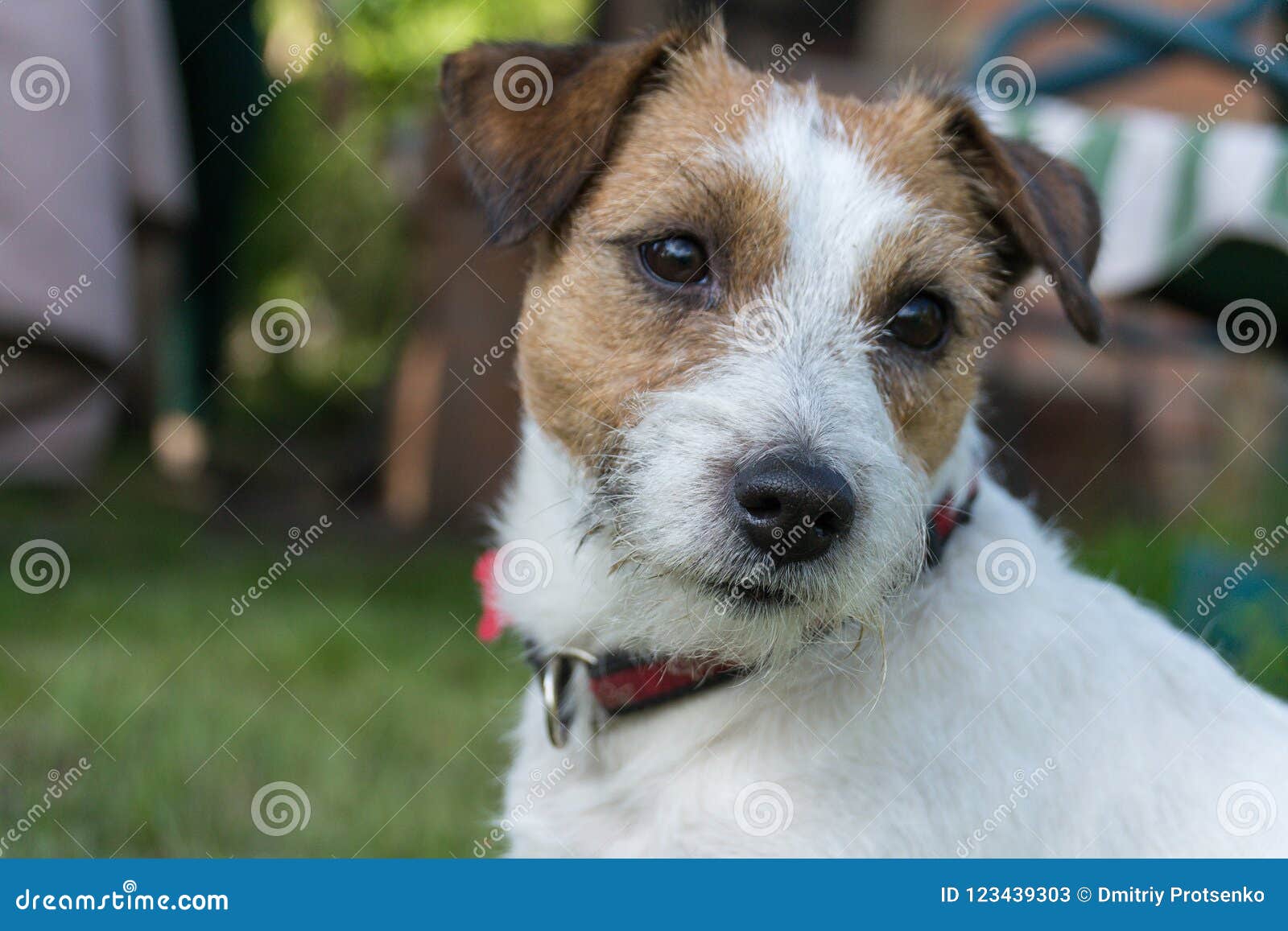 Jack Russell Terrier-Hundenahaufnahme, Sommer, im Freien Dressura