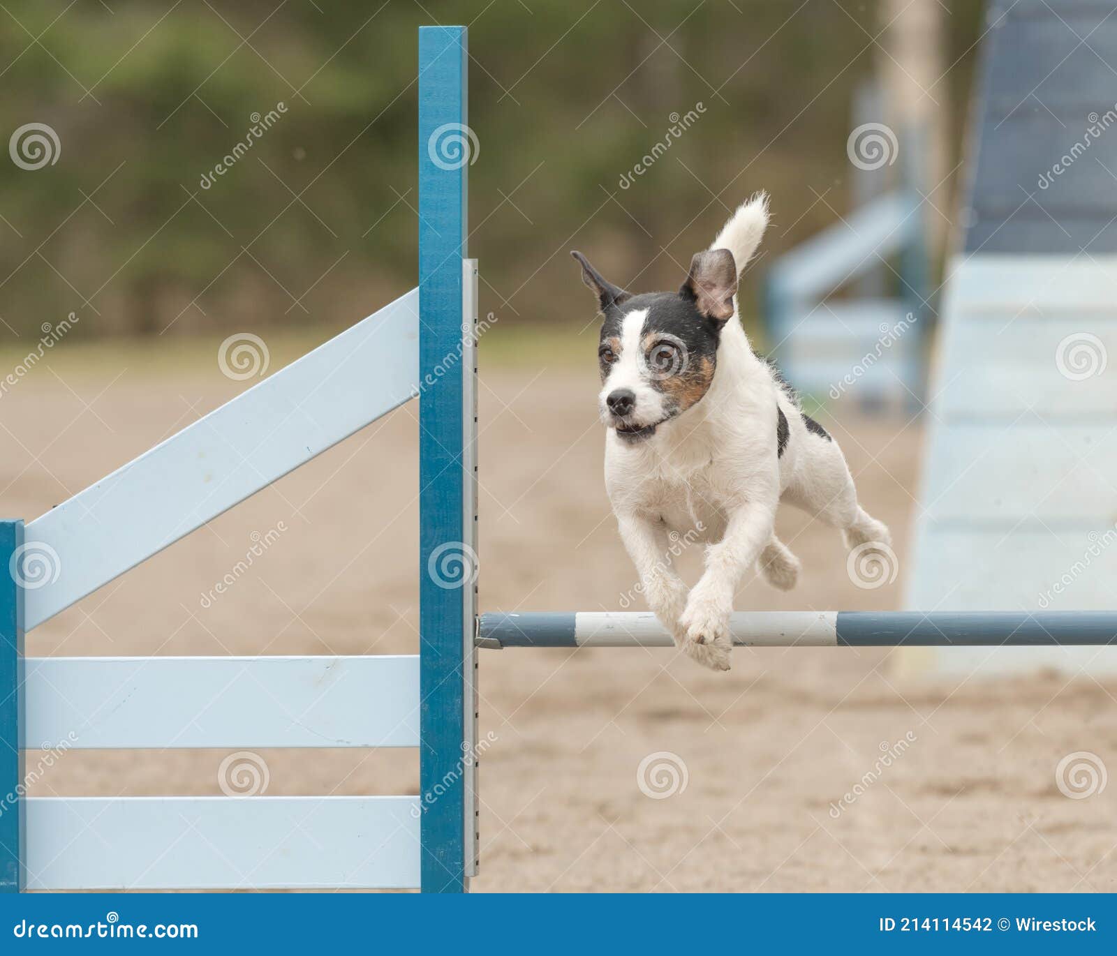Purebred Dog Jack Russel Terrier Jumping Over Obstacle On Agility Competition. Editorial Photo