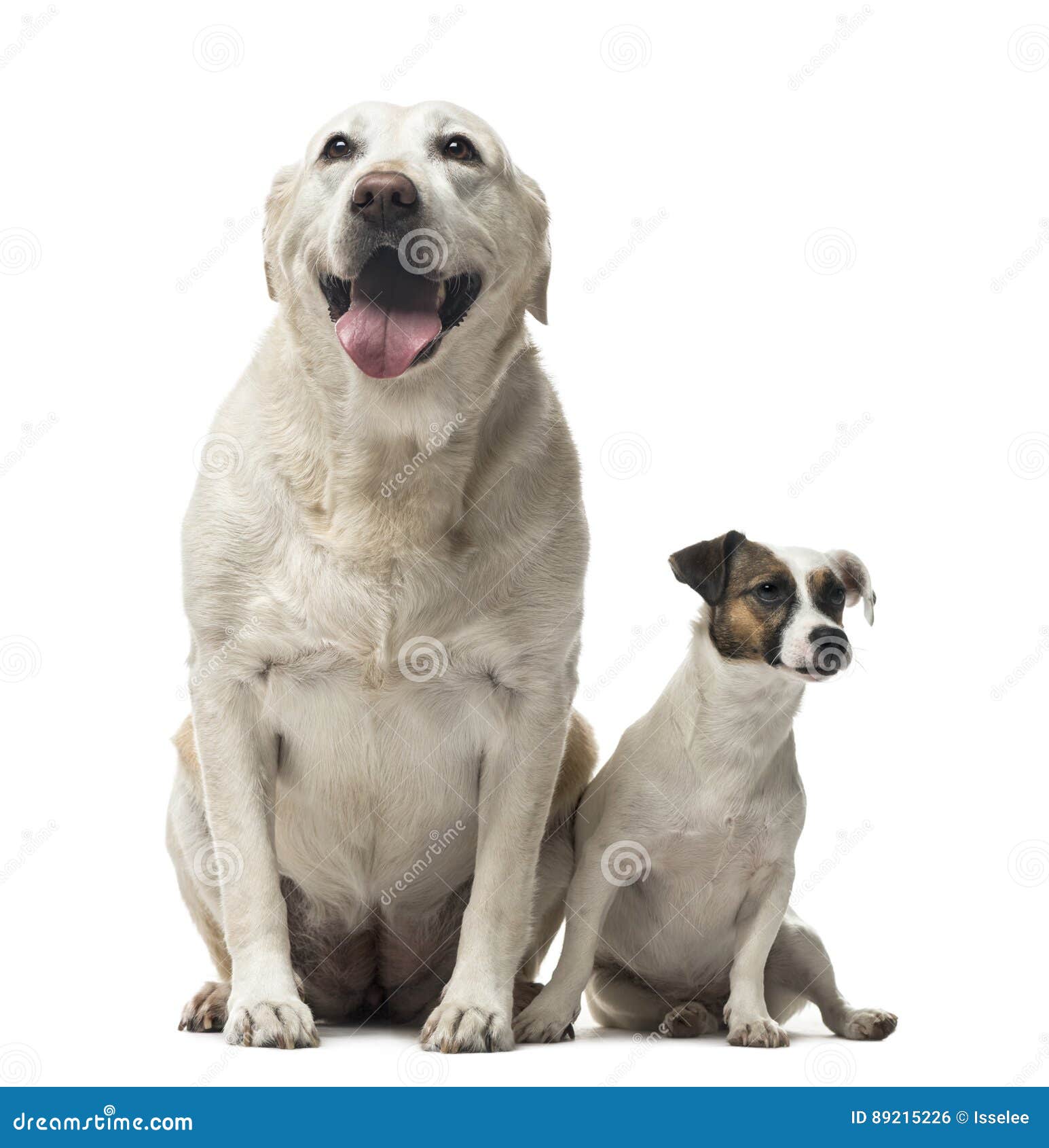 jack russell mixed with lab