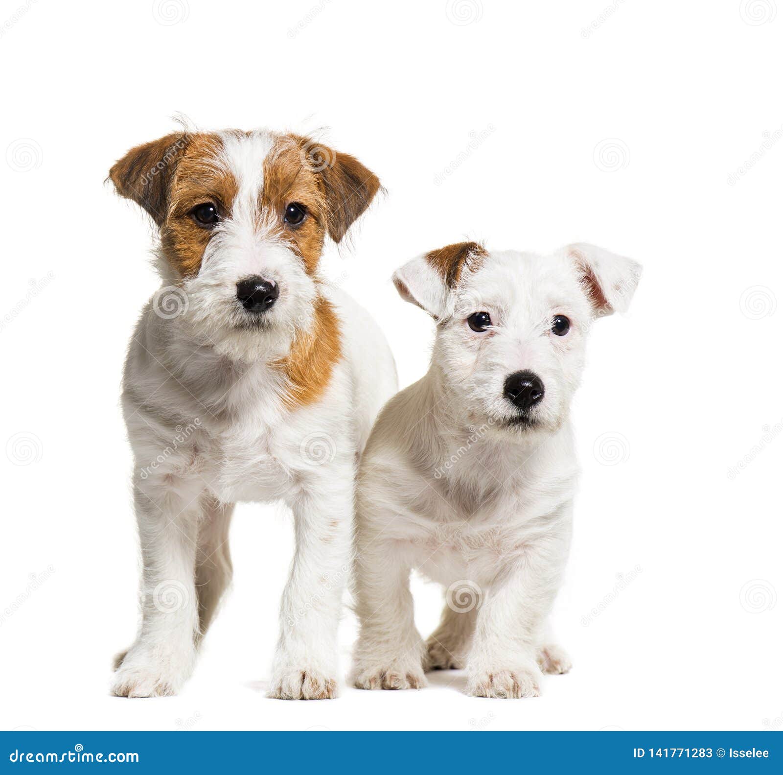 Jack Russell Terrier, 3 Months Old Stock Image - Image of animals ...