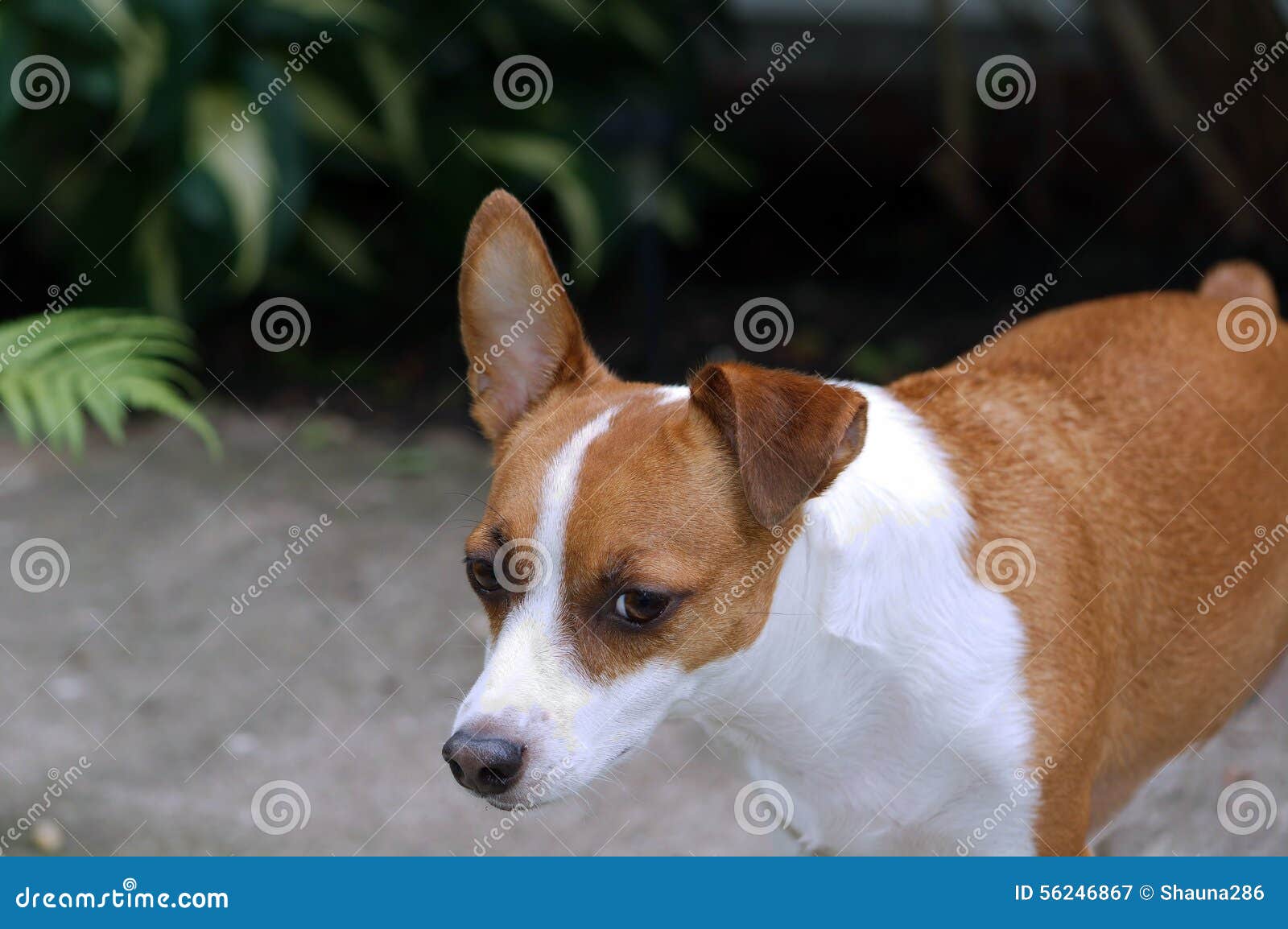Jack Russell Terrier One Ear Up Stock Image Image of naugthy, outdoor 56246867