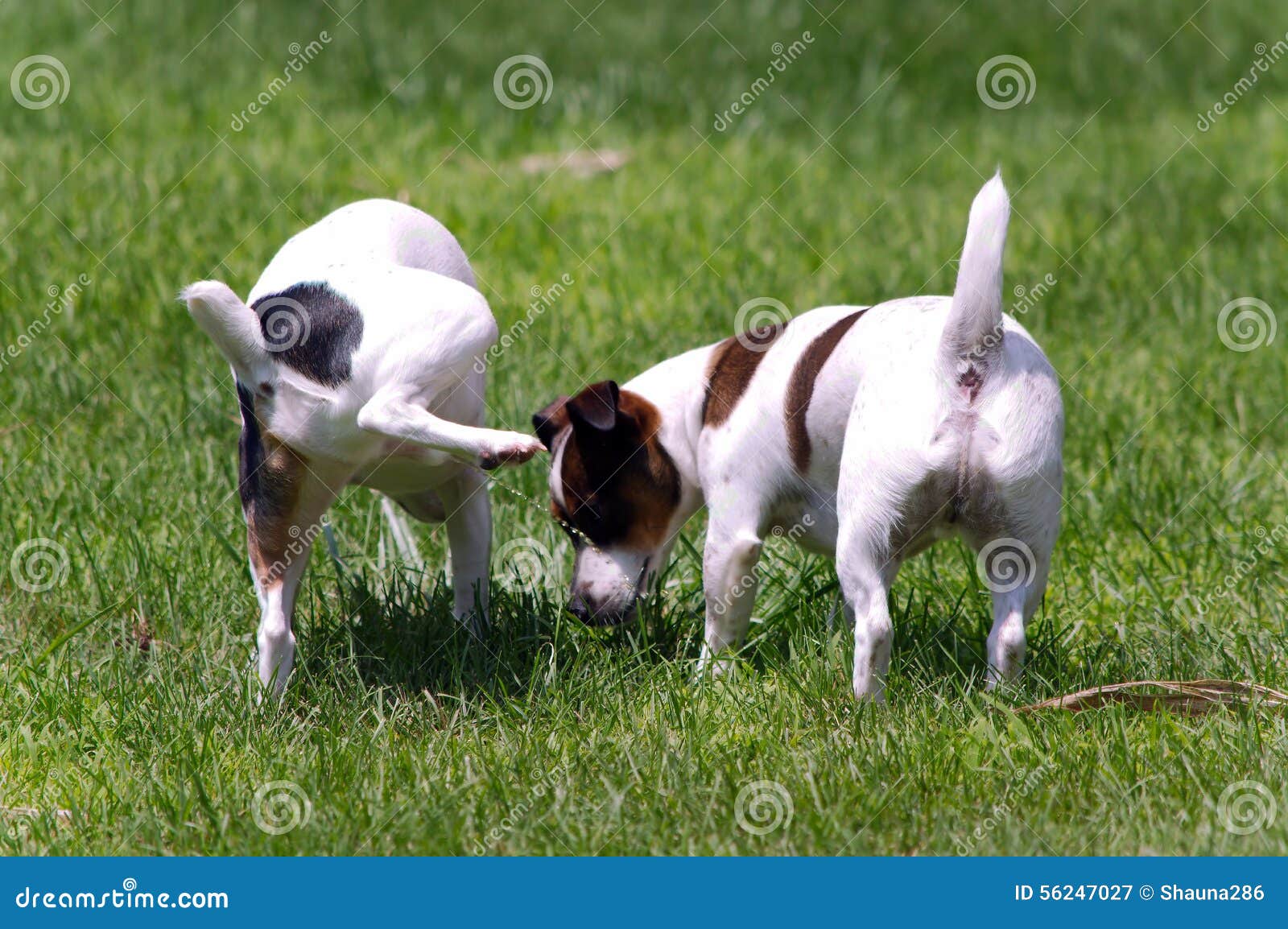 Jack Russell Terrier Peeing on Other Dog Stock Image Image of