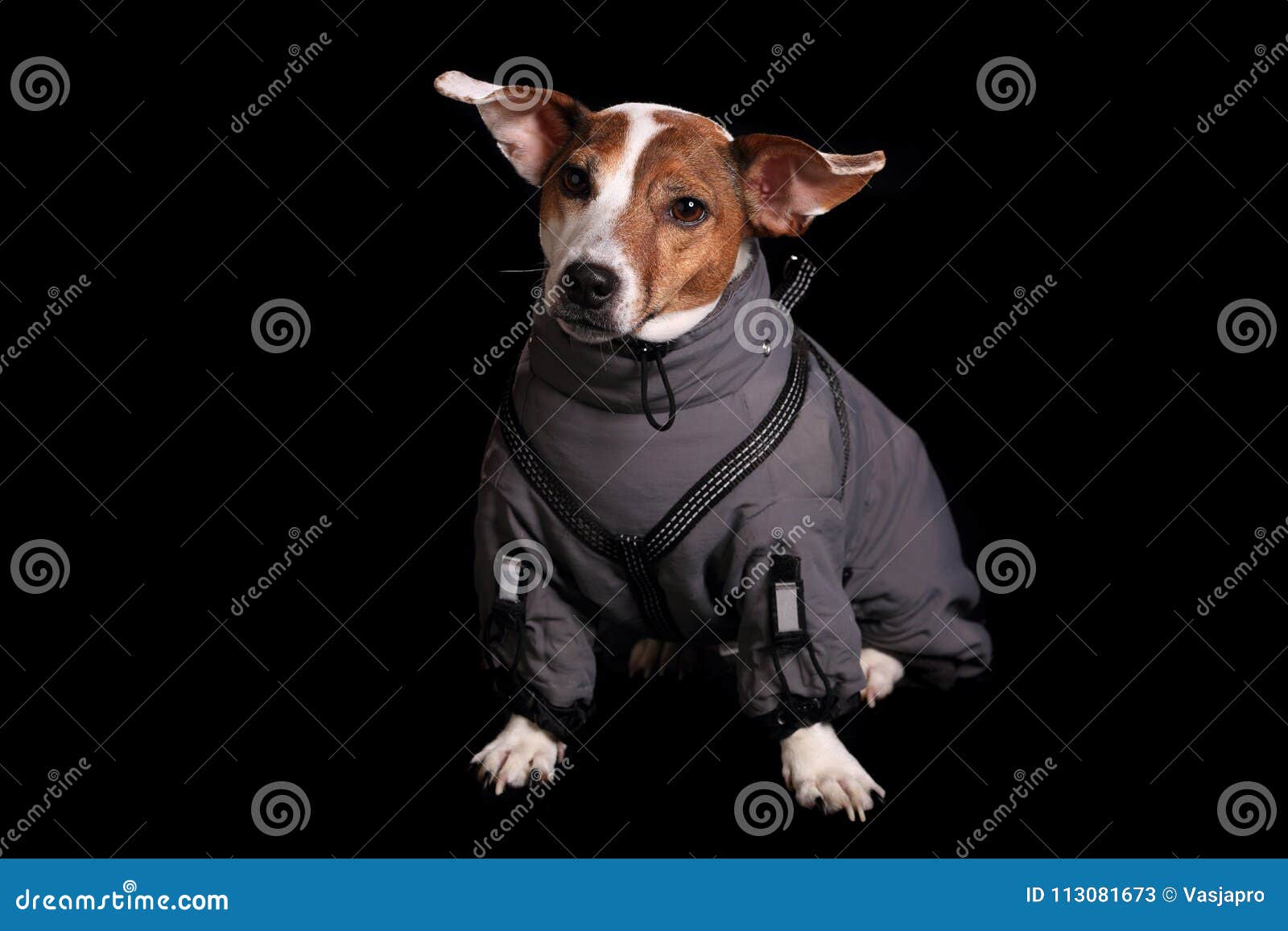 Jack russell terrier stock image. Image of white, isolated 113081673