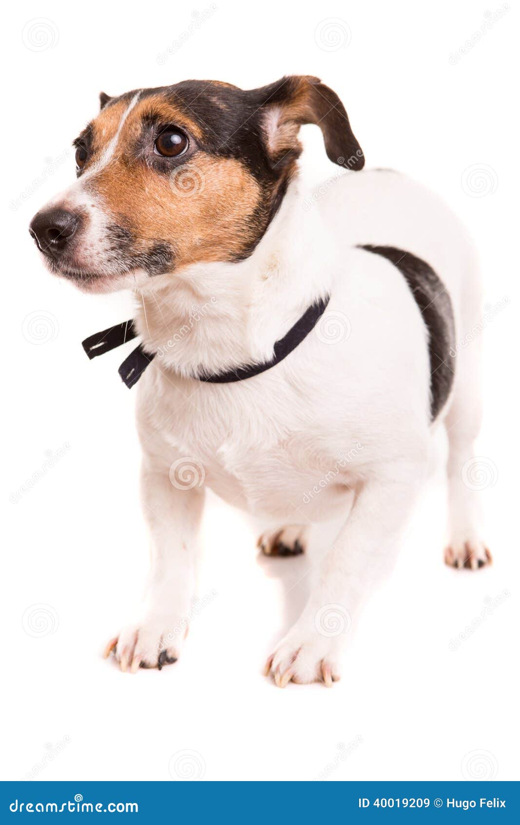 Jack Russell Terrier stock image. Image of pedigree, puppy - 40019209
