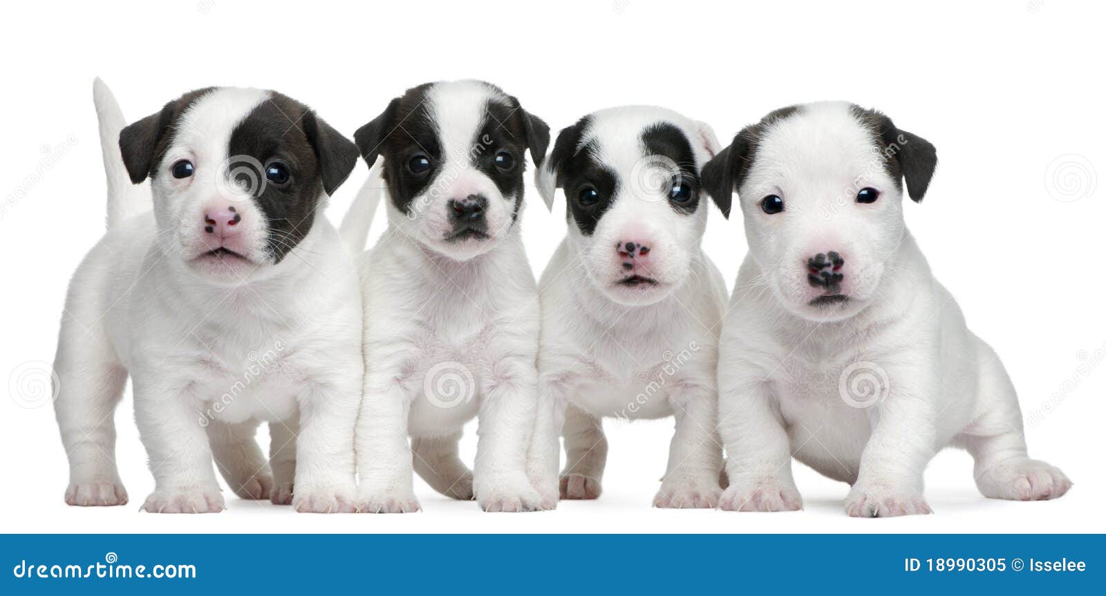 5 week old jack russell puppy