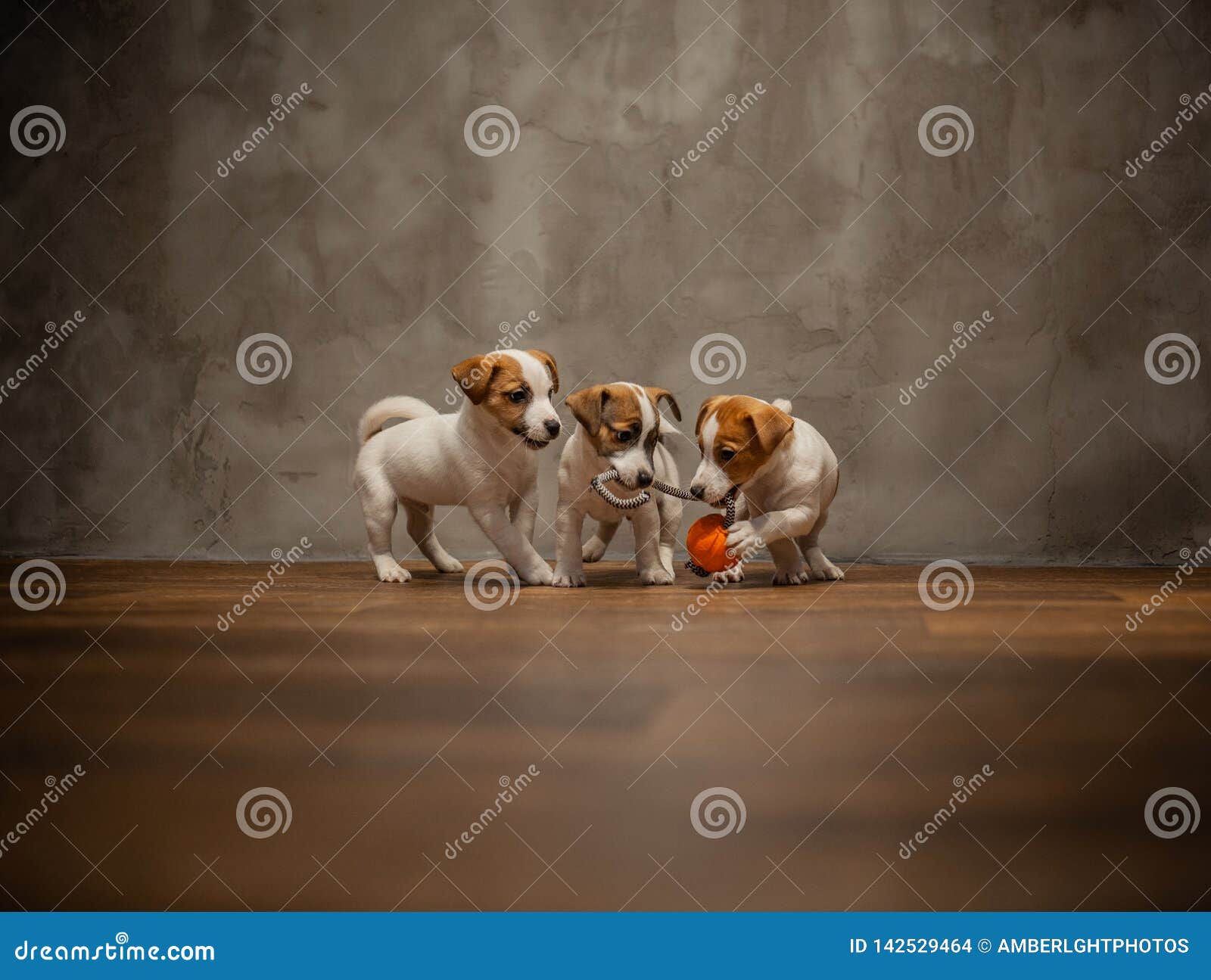 88+ Brown Jack Russell Terrier Chihuahua Mix