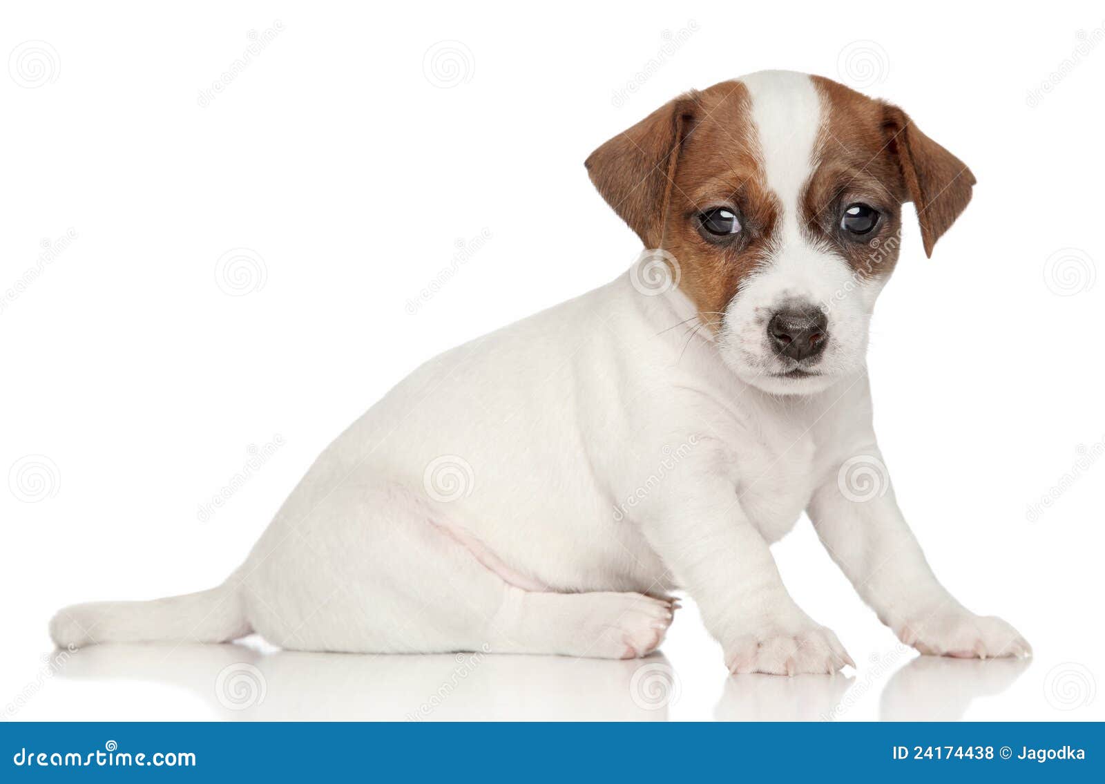 free jack russell terrier