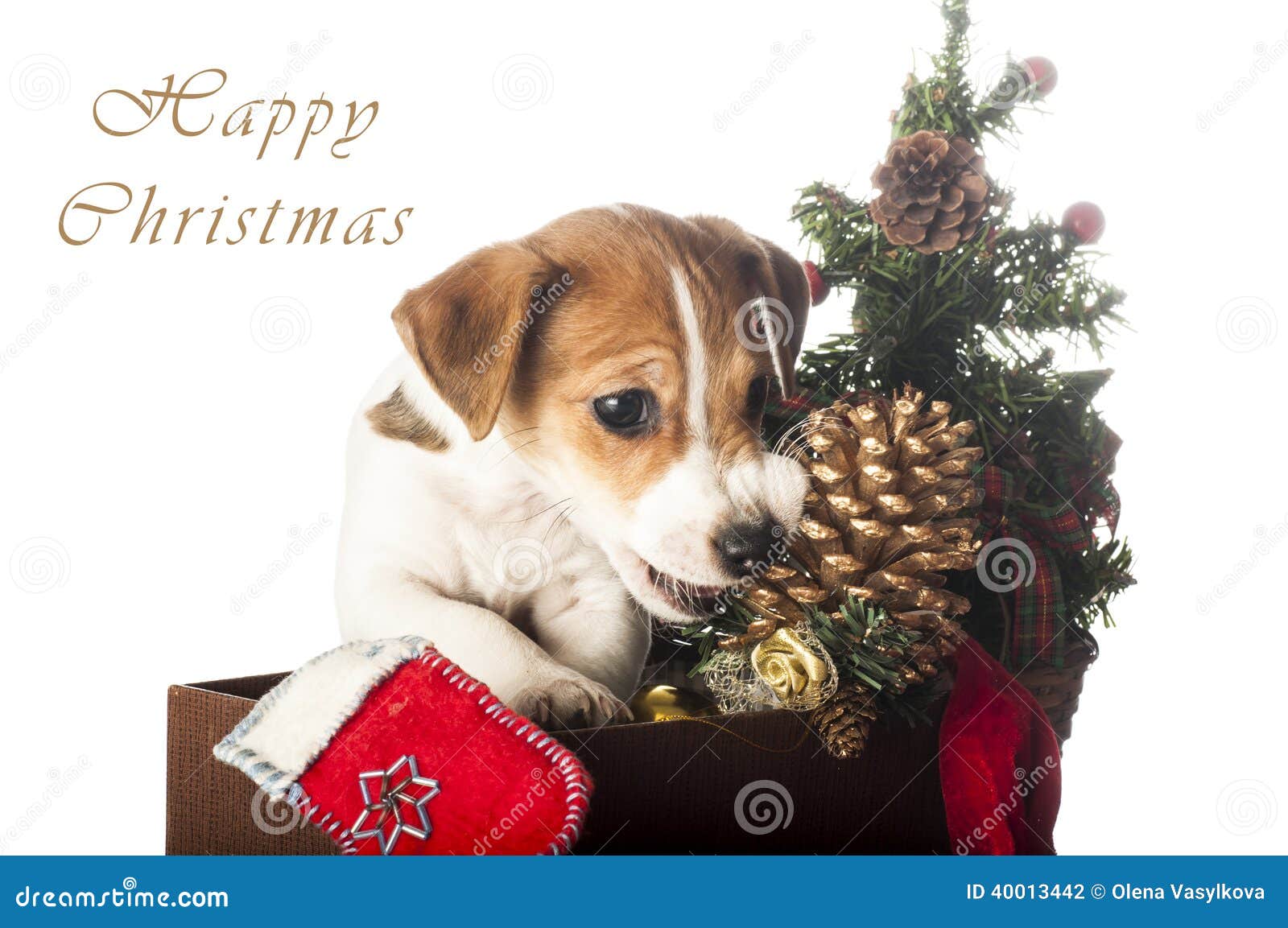 Jack Russell Terrier Puppy Chewing Christmas Pine Cone Stock Photo