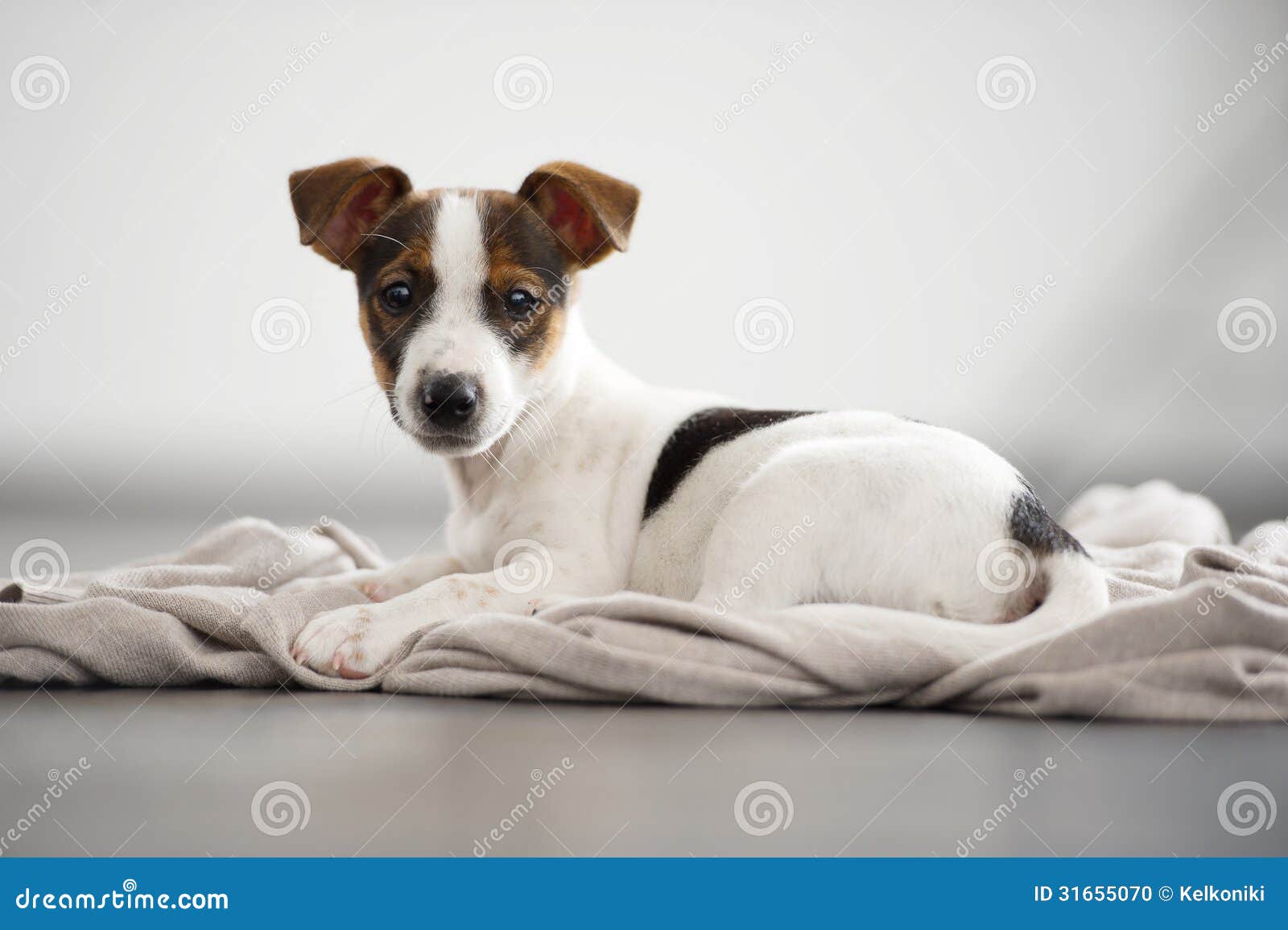 Jack Russell Terrier Puppy Lying and Watching. Stock Photo Image of