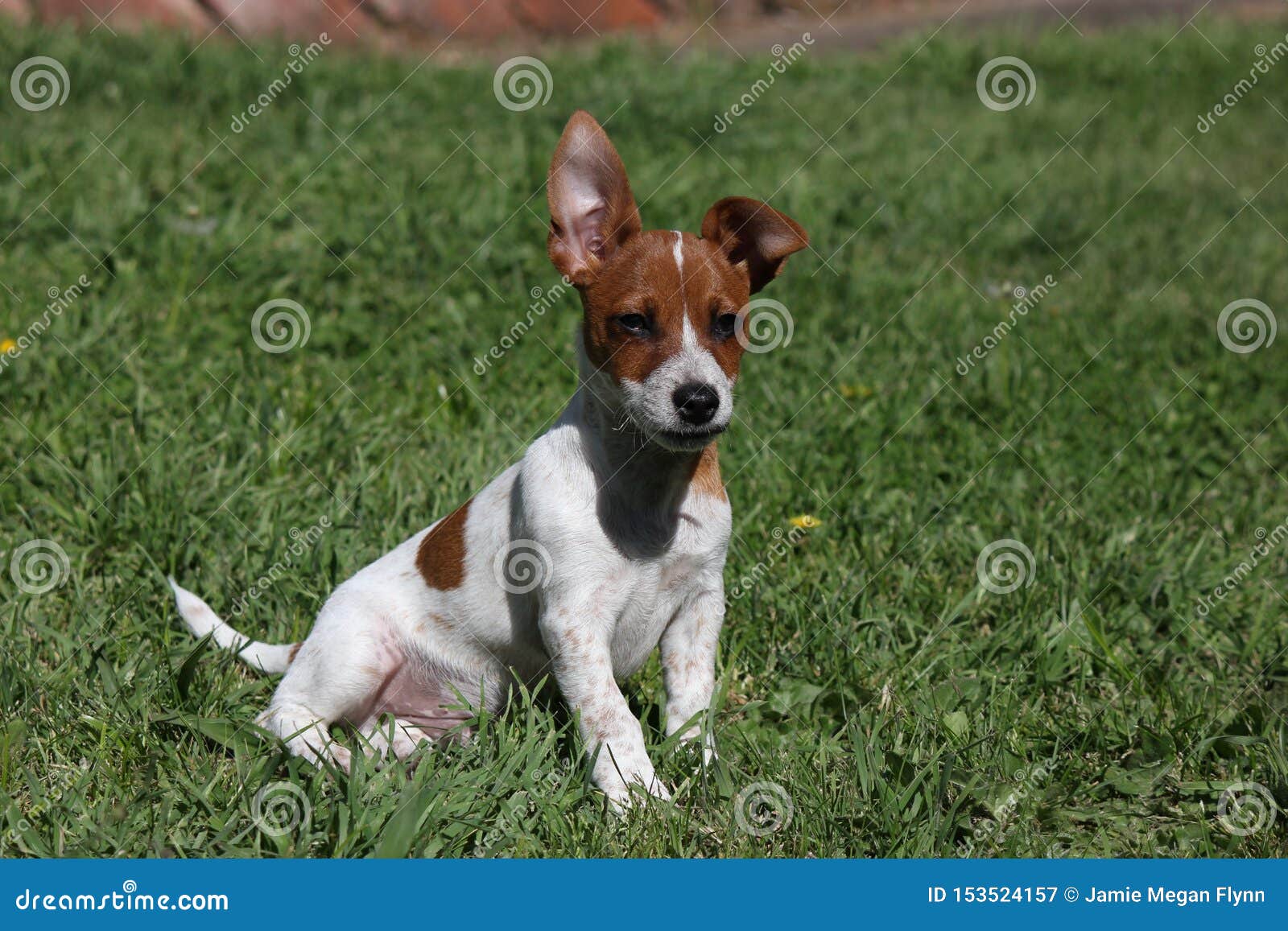 pointy eared jack russell