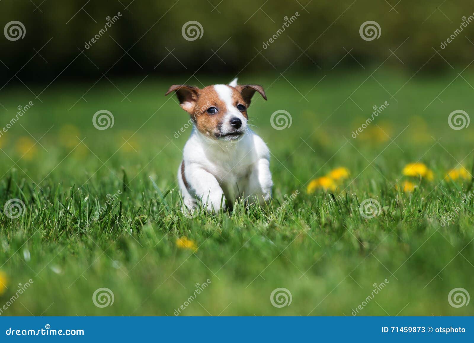 Jack Russell Terrier Puppy Running Outdoors Stock Image Image of breed, russel 71459873