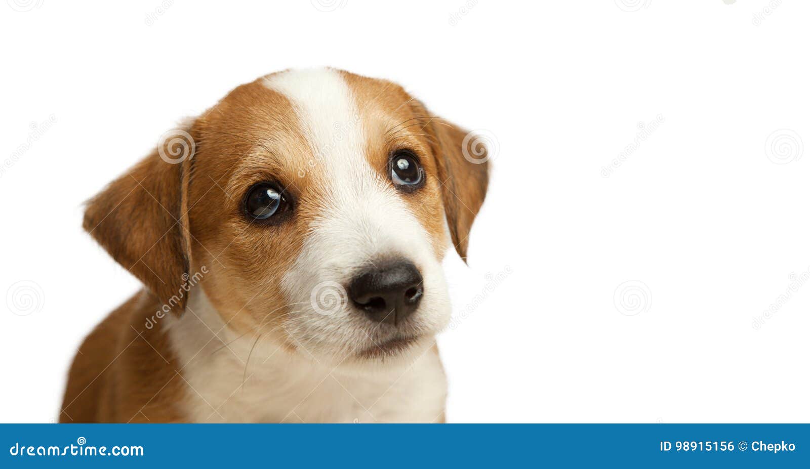 jack russell terrier puppy sad pleading look isolate on white