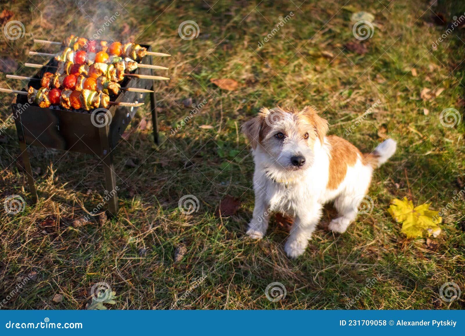 Jack Russell Terrier Puppy Sitting Next To the Barbecue Stock Photo ...