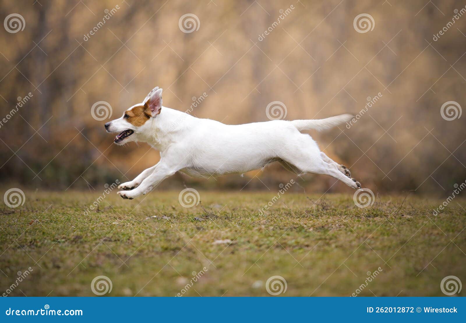 Jack Russell Terrier Running in the Park. Stock Photo Image of doggy, russell 262012872