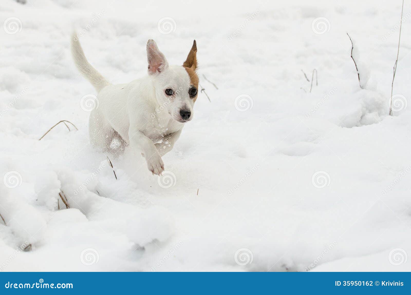 Jack Russell Terrier Running Stock Photo Image of looking, exercise