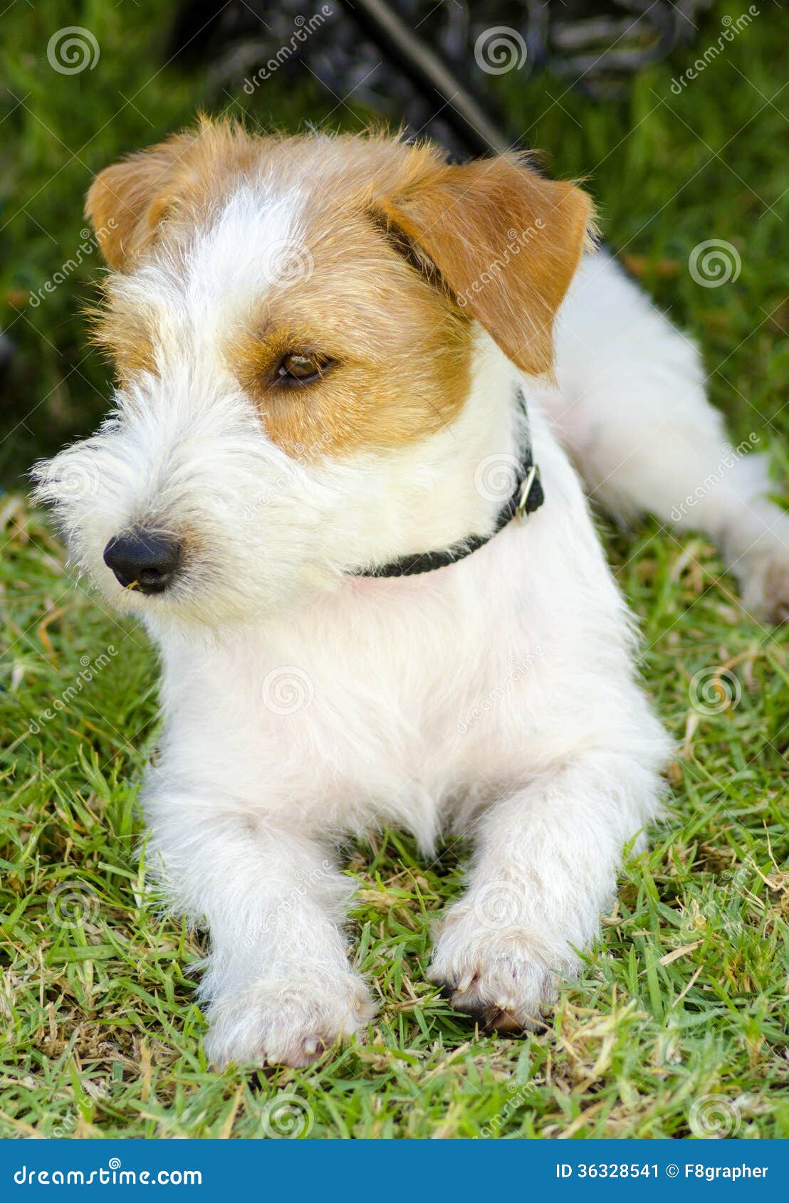 Jack russell terrier