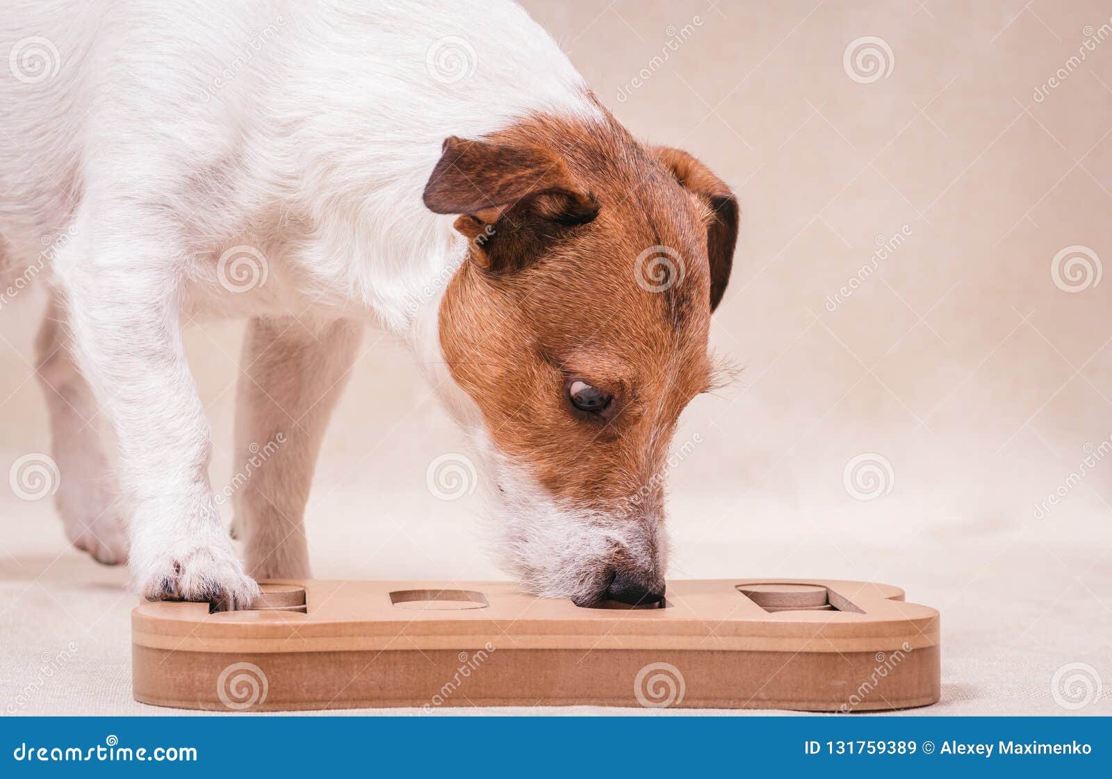 dog playing sniffing puzzle game for intellectual and nosework training