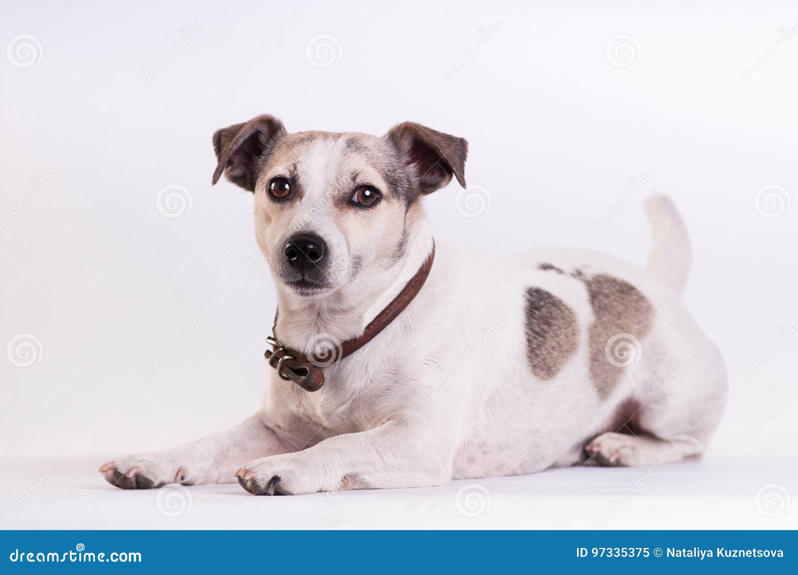 Jack Russell Terrier at Studio on White Stock Image Image of collar