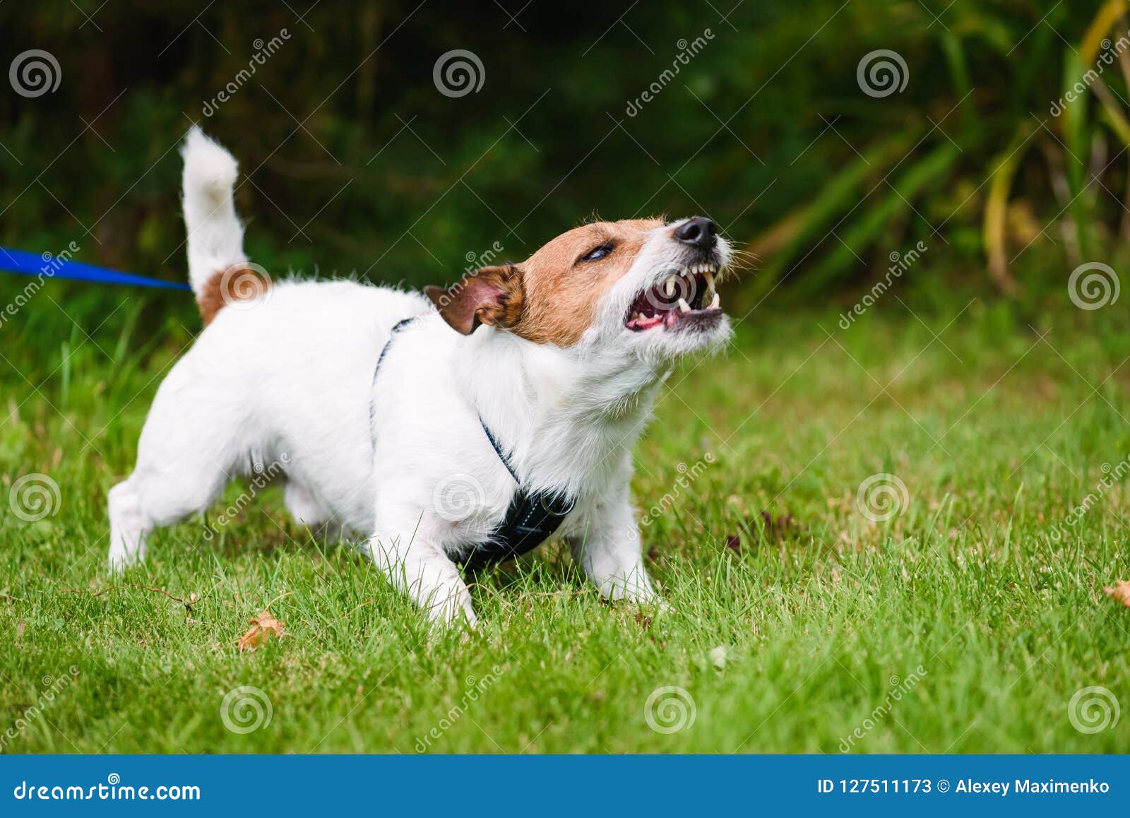 Jack russell best sale angry