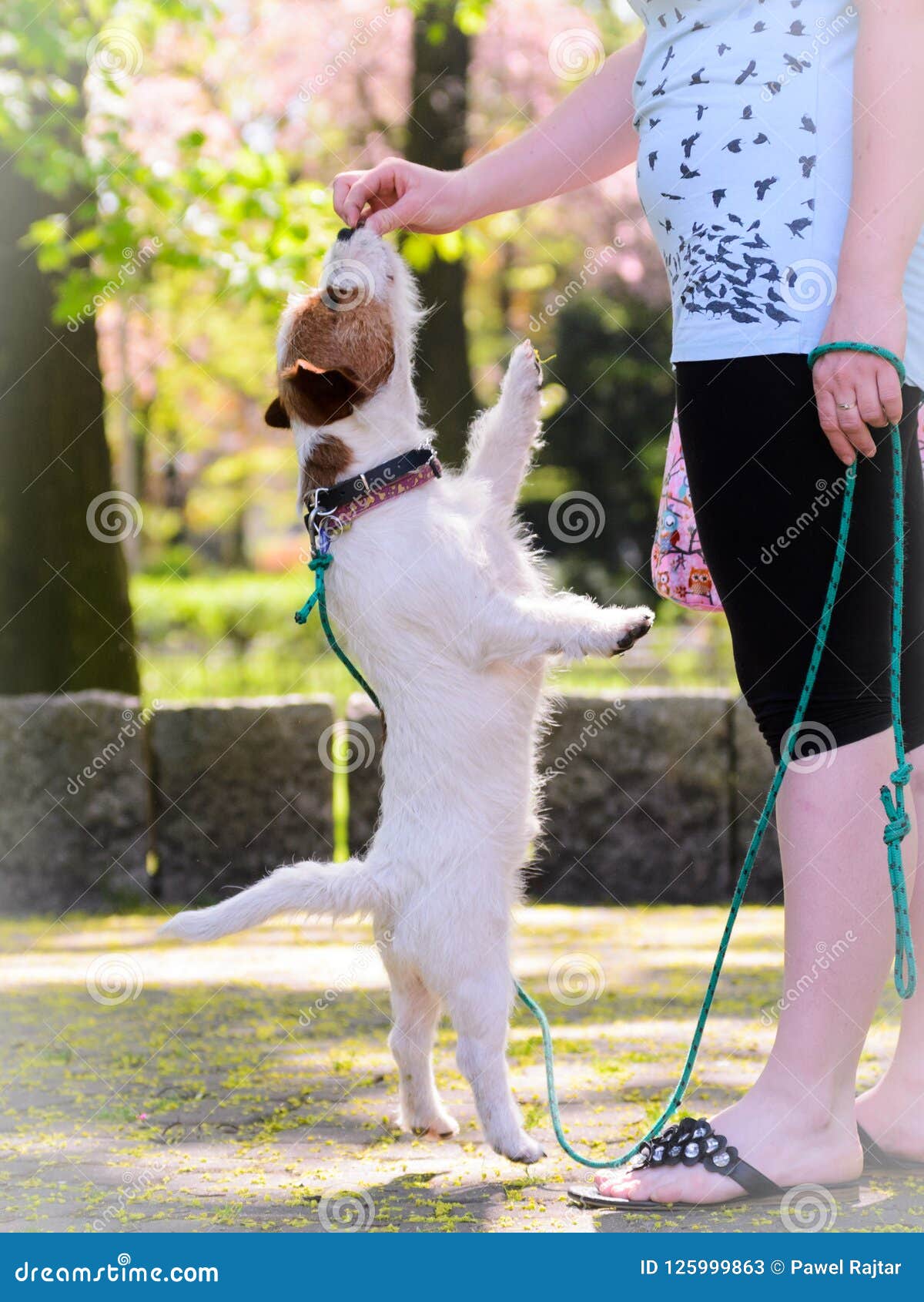 jack russell terrier training