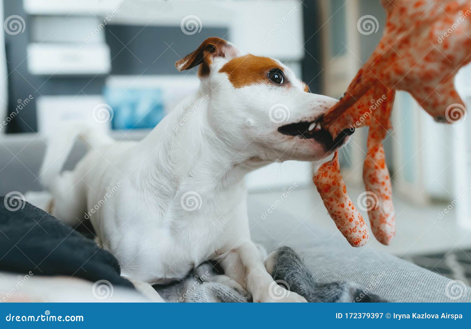 Jack Russell Terriers Pulling on a Rope Toy Stock Image Image of